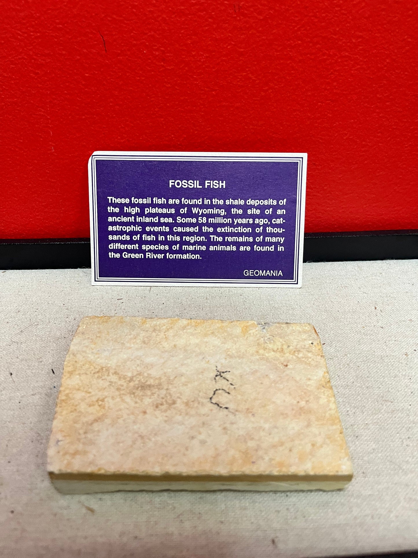 A 5 inch long fossil fish plaque so old and beautiful great gift