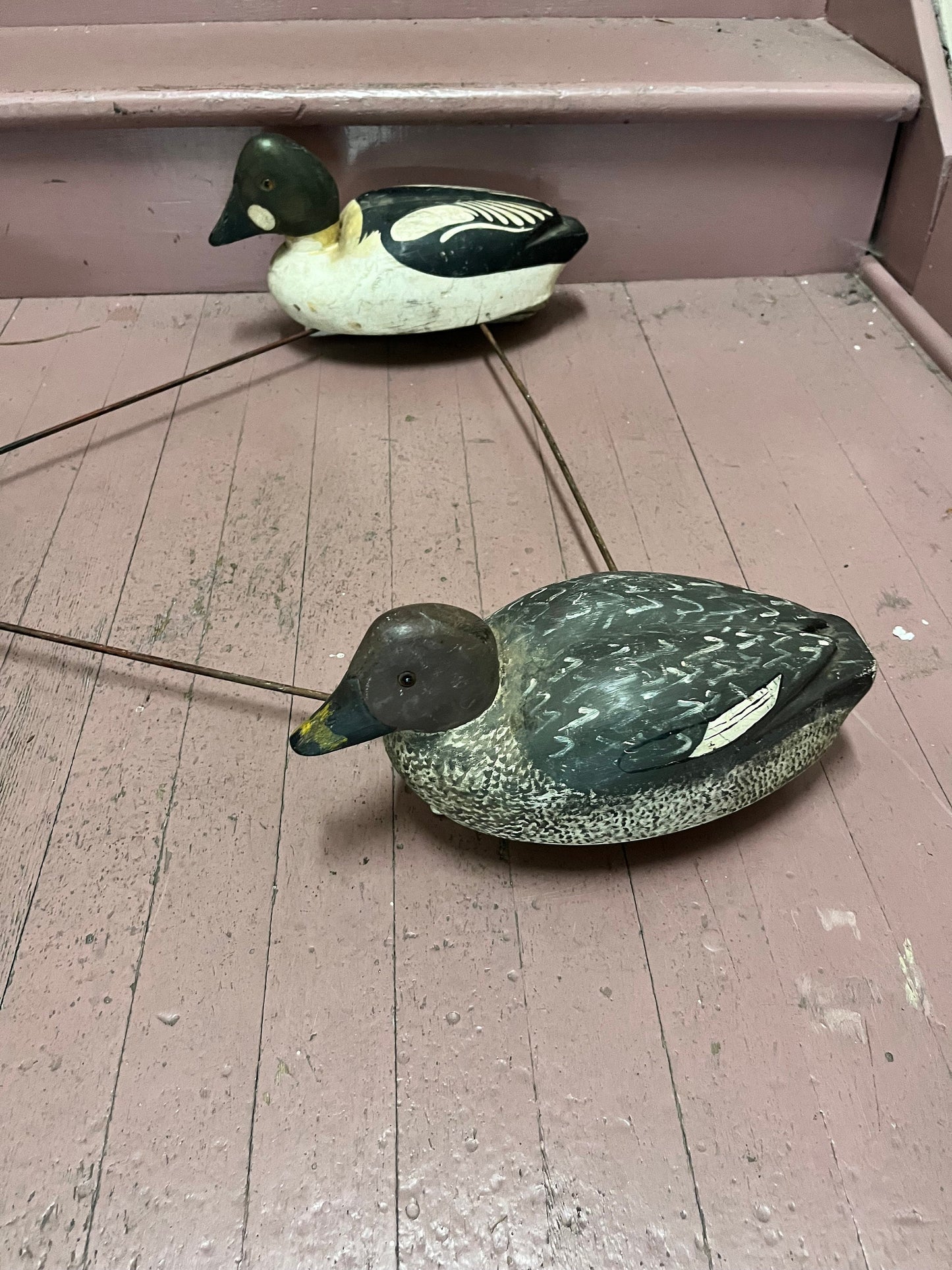 Stunning museum quality antique Canadian multiple duck decoy approximate 34 x 26  ducks 17 inches each  amazing condition
