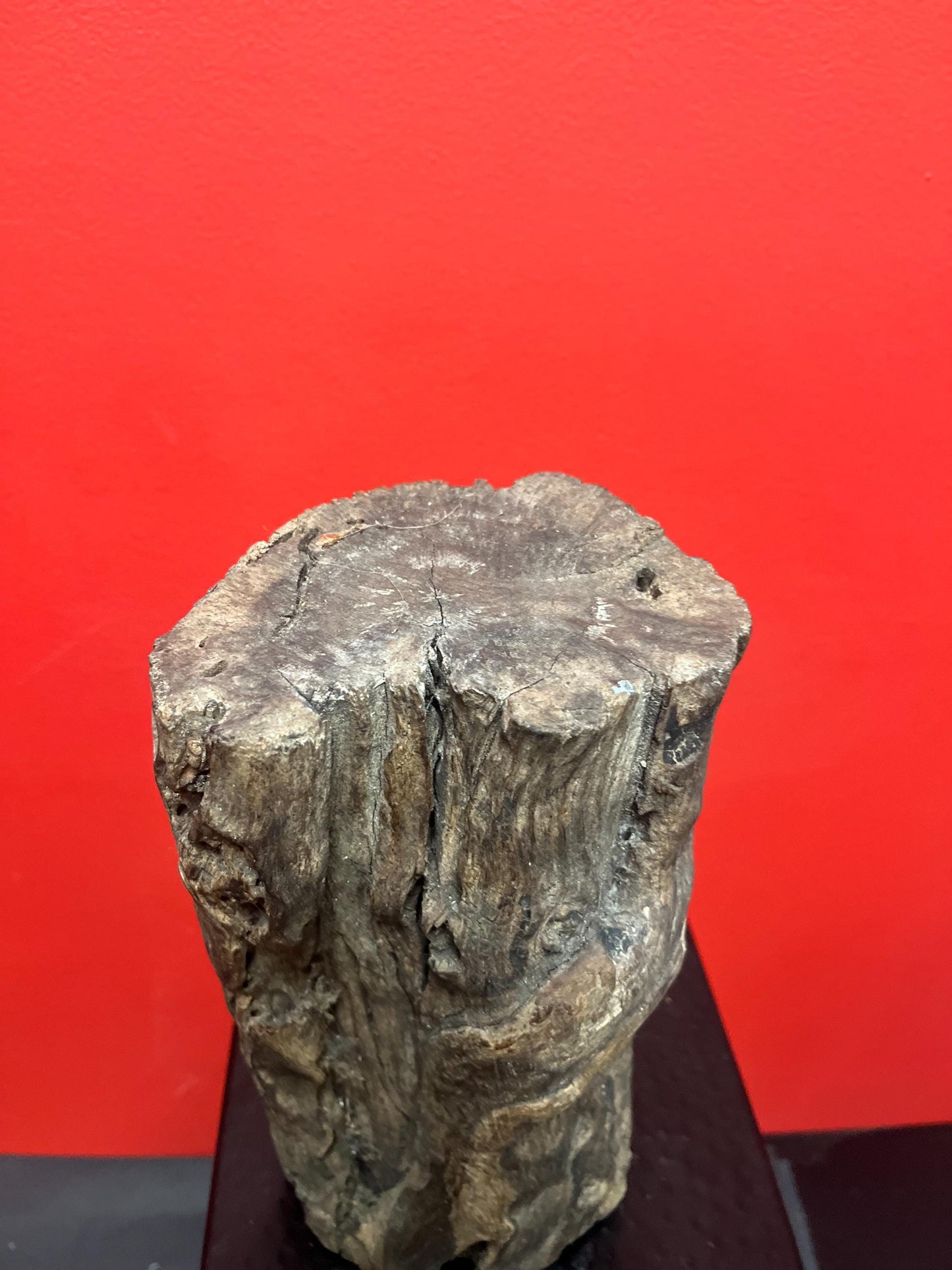 Very early antique African live edge wood bust of a man with necklace wonderful imagery museum quality