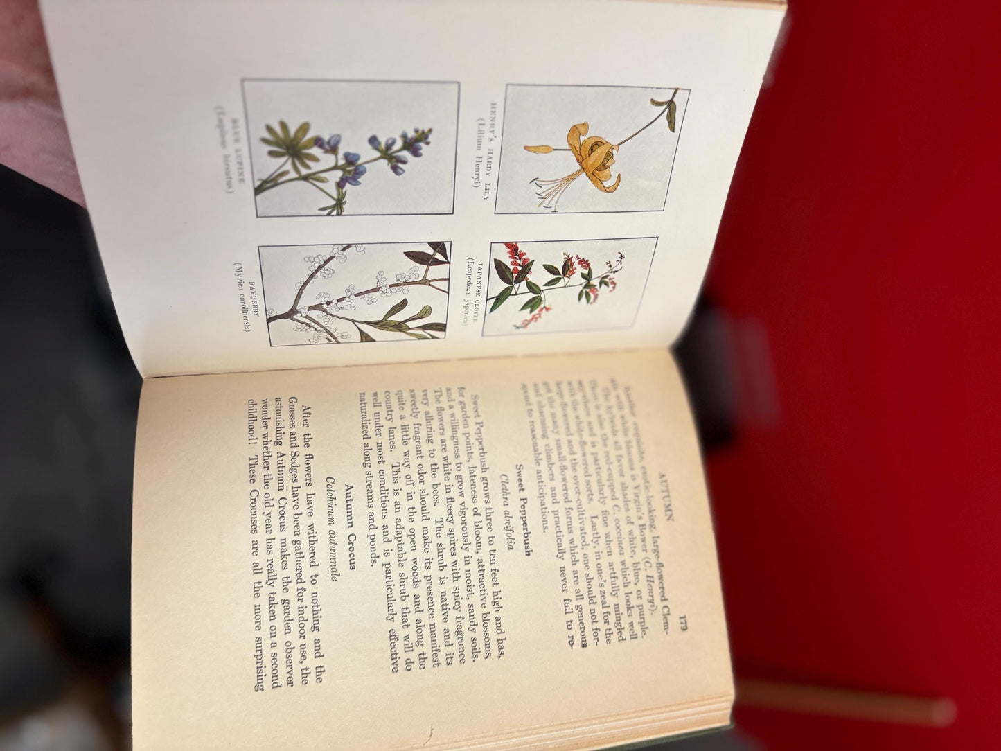 Beautiful antique garden flowers book - nice illustrations - 1st edition 1927 - pretty great condition - 311 pages and perfect gift