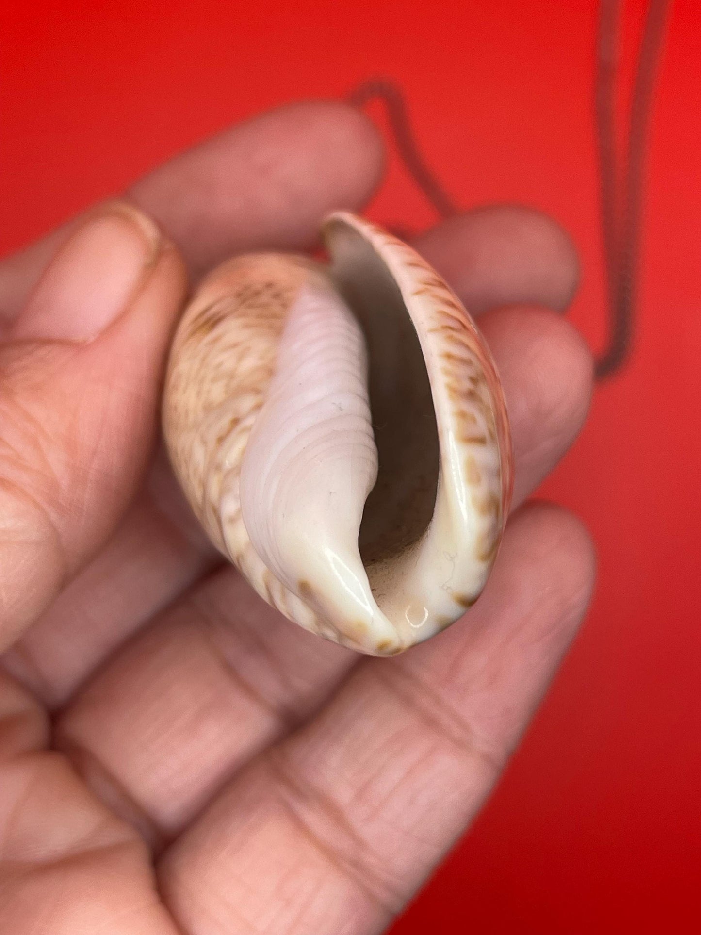 Polished Shell Pendant Necklace