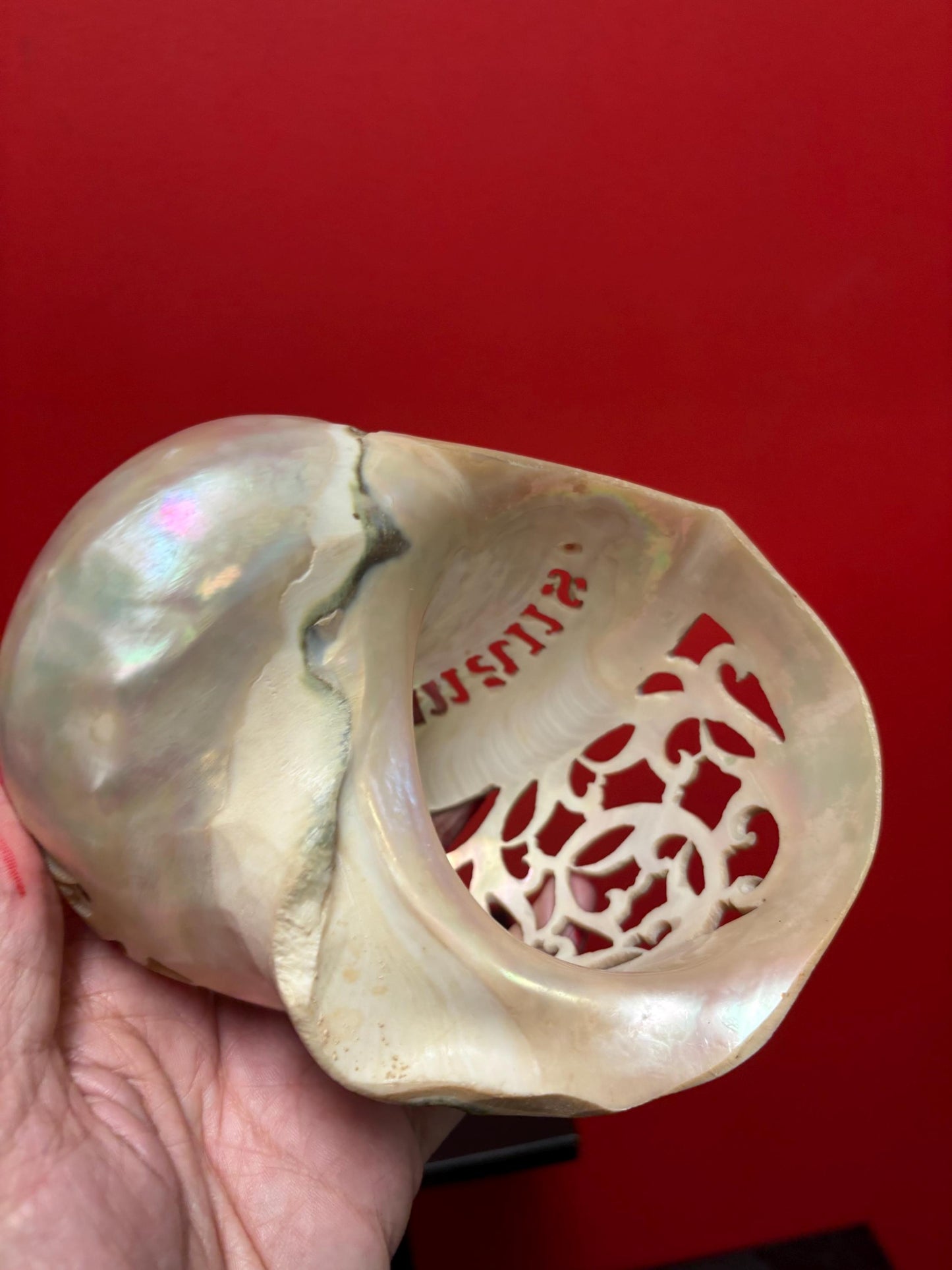 Stunning antique shell 6 inches long from ANDAMANS islands perfect condition - wow perfect gift