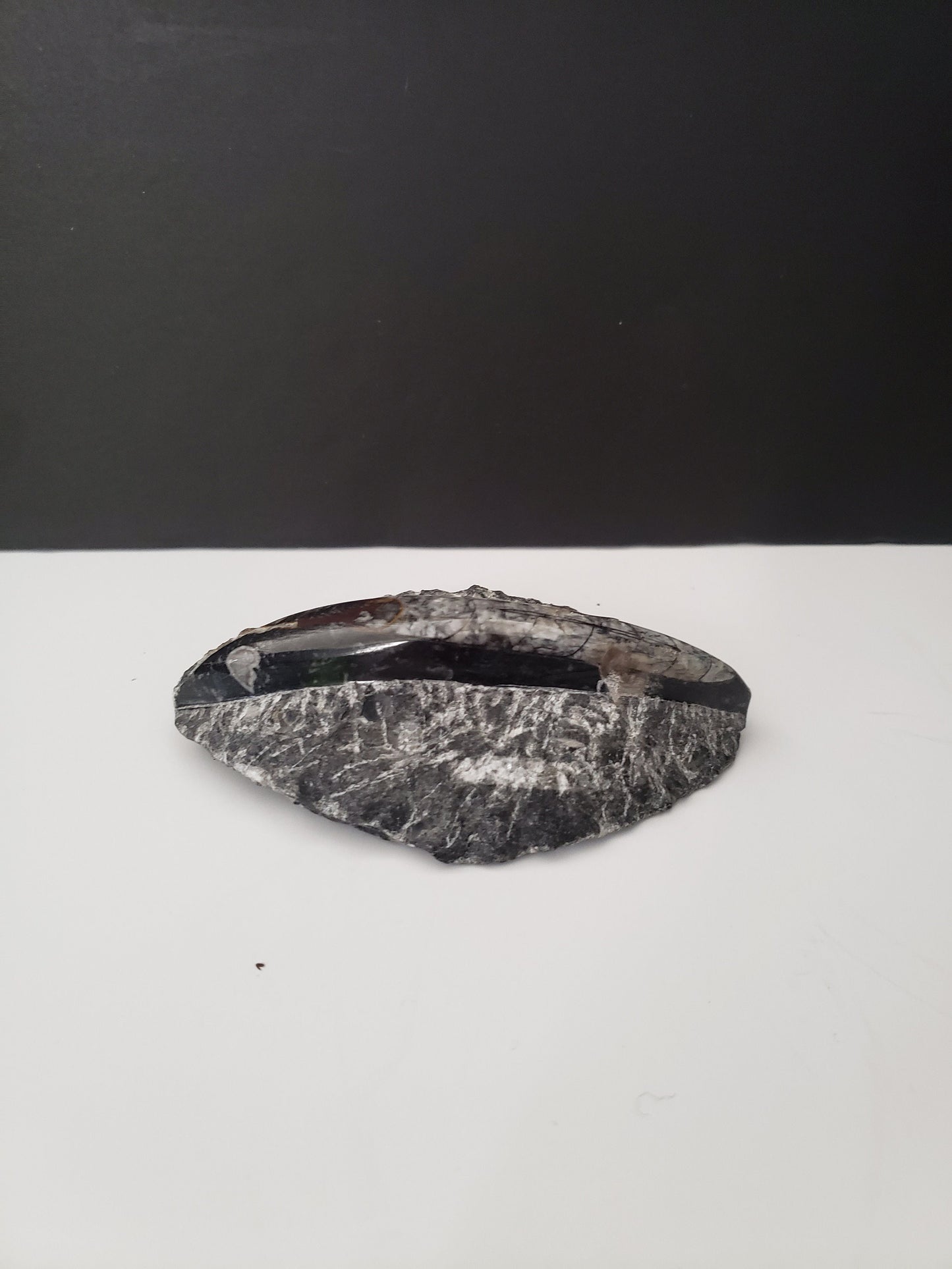 Small Ancient Archeological Fossil