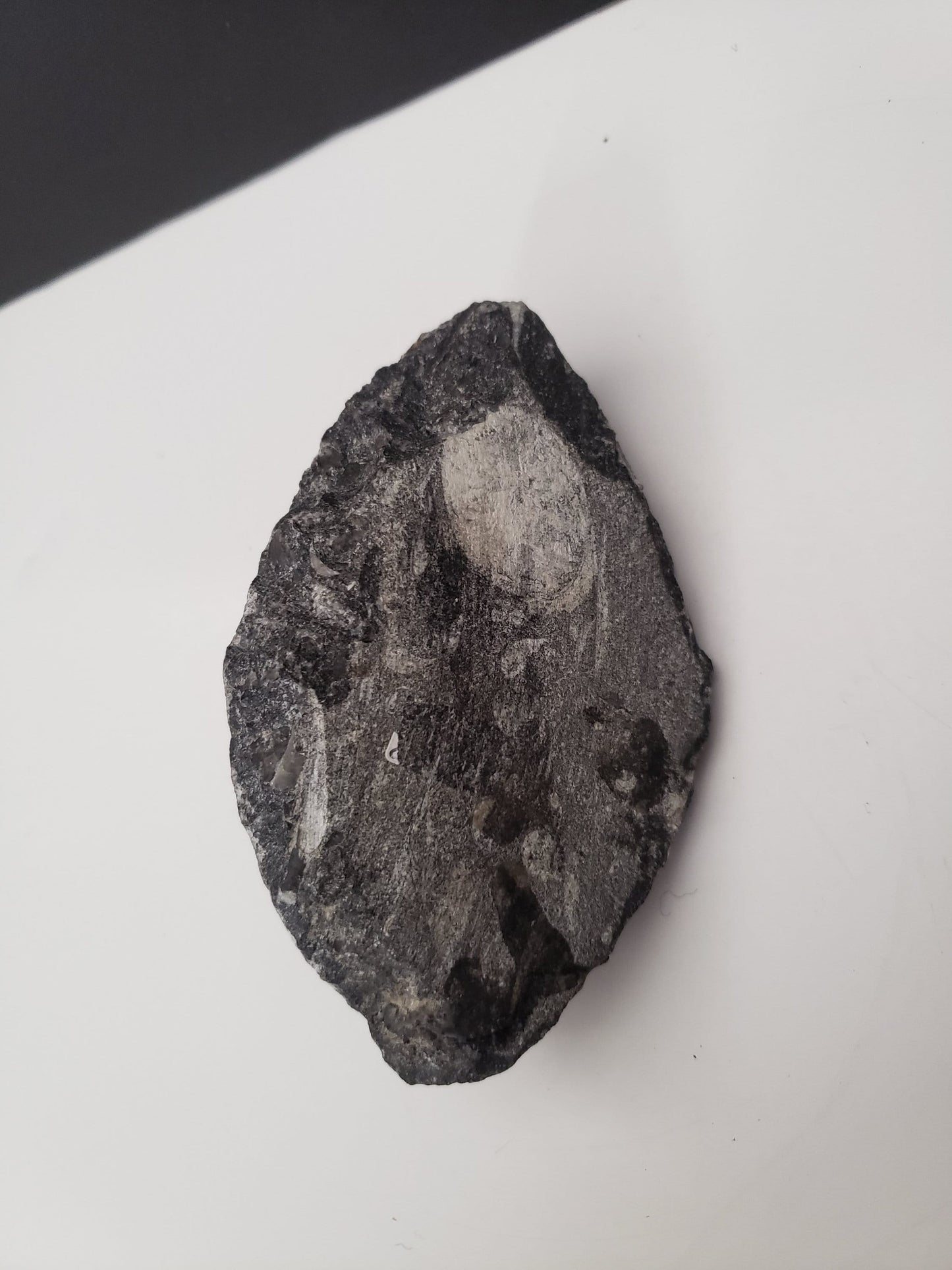 Small Ancient Archeological Fossil