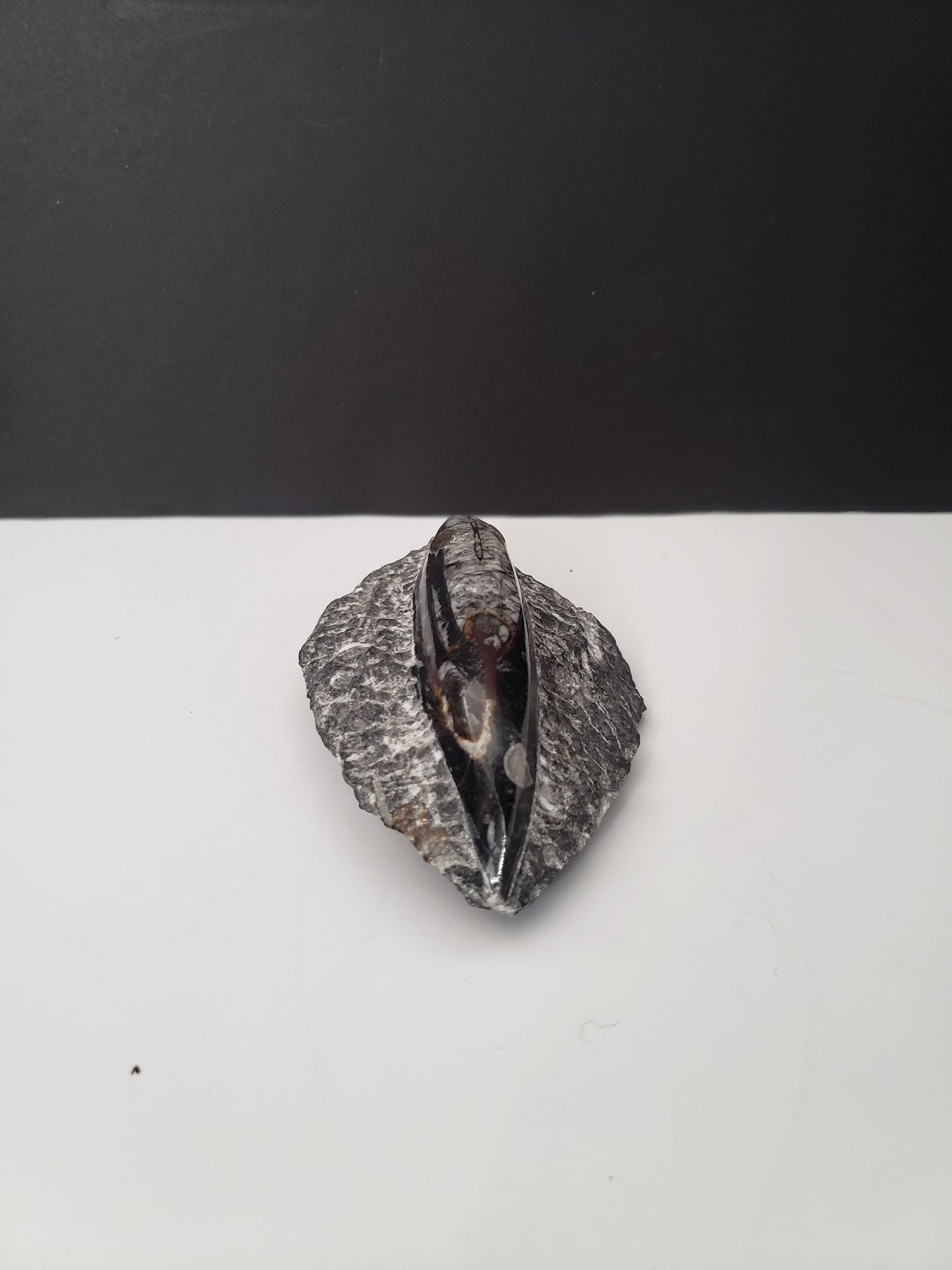 Small Ancient Archeological Fossil