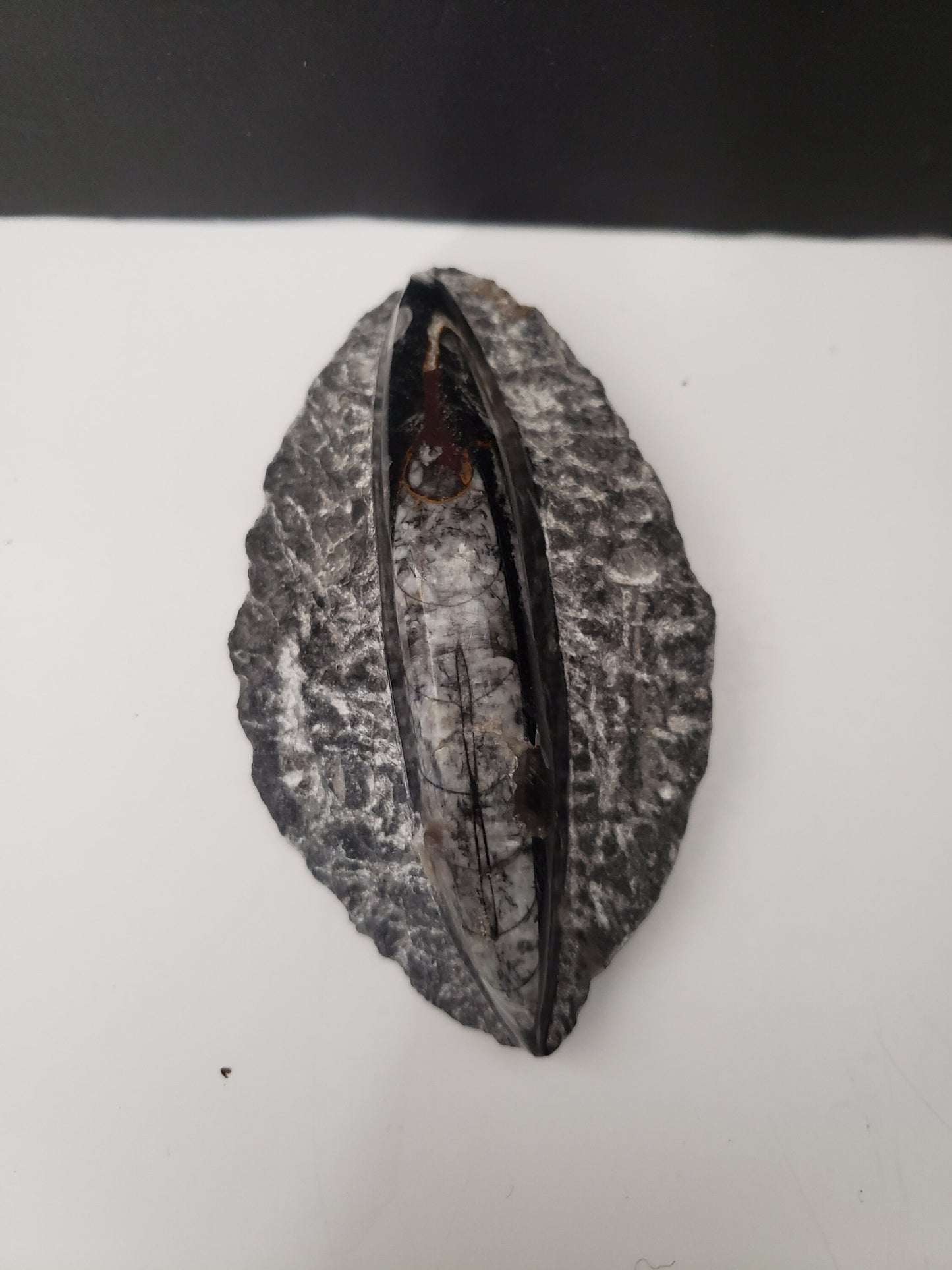 Small Ancient Archeological Fossil