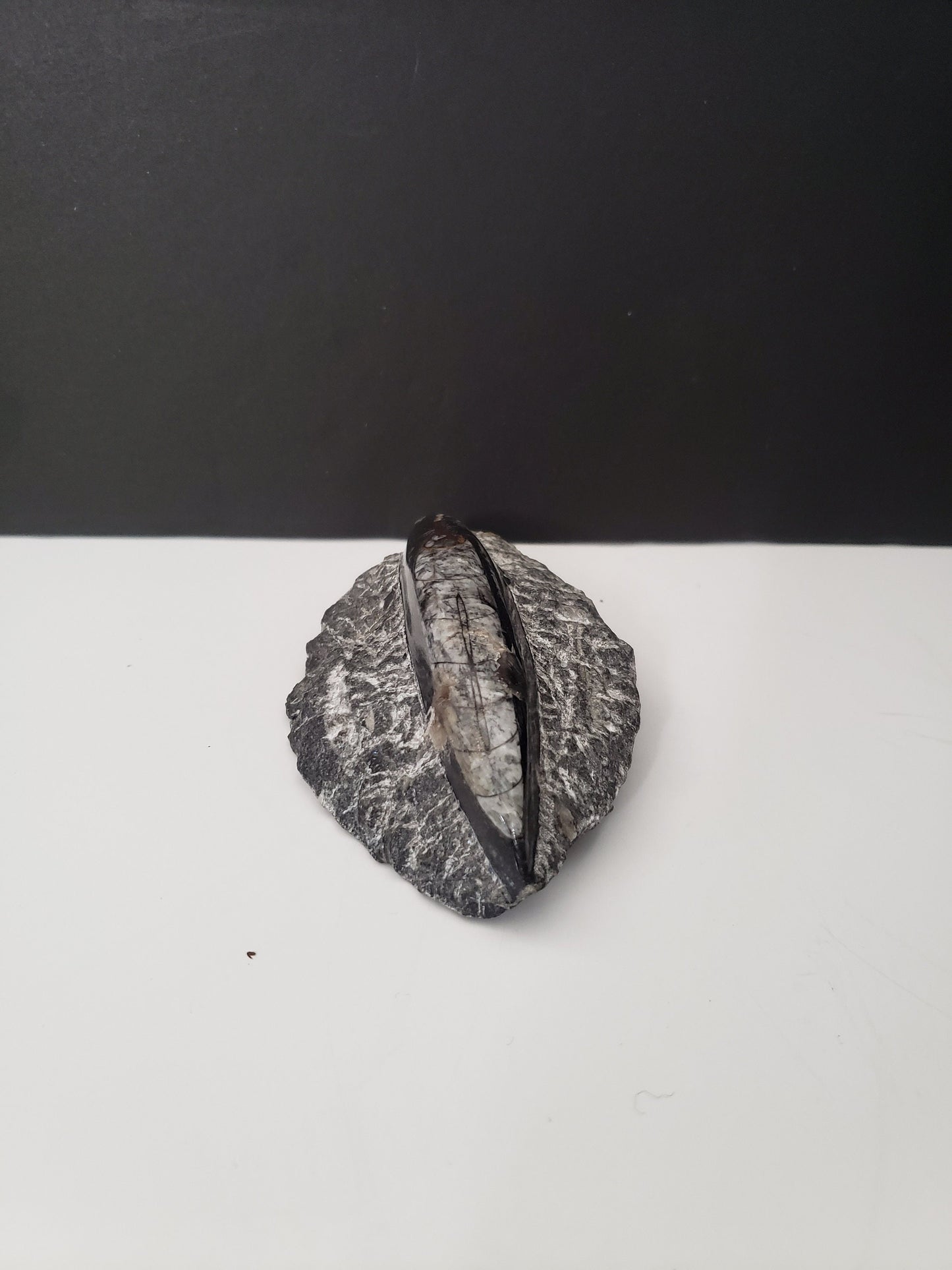 Small Ancient Archeological Fossil