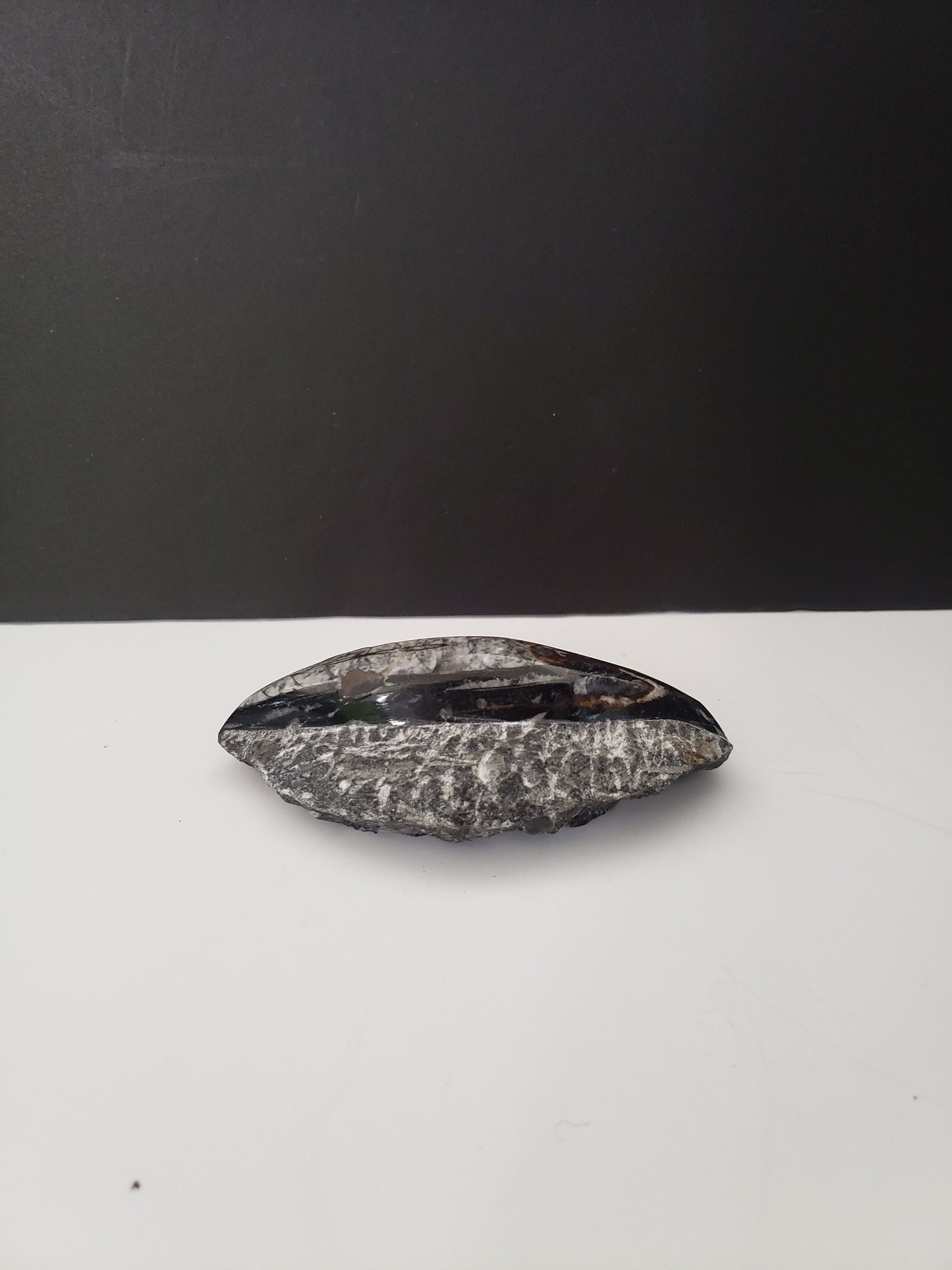 Small Ancient Archeological Fossil