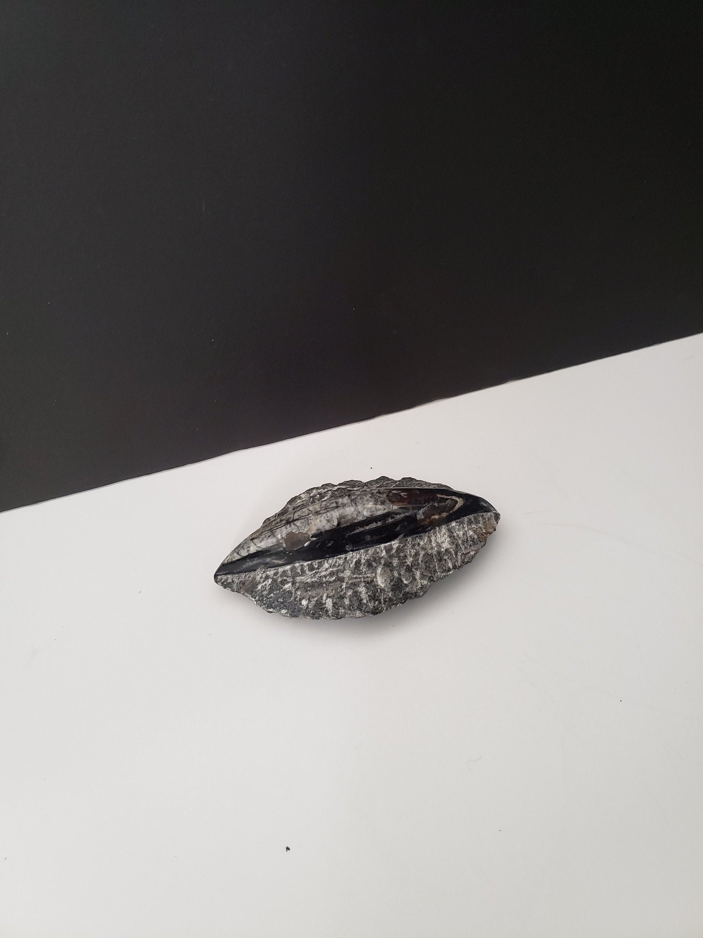 Small Ancient Archeological Fossil