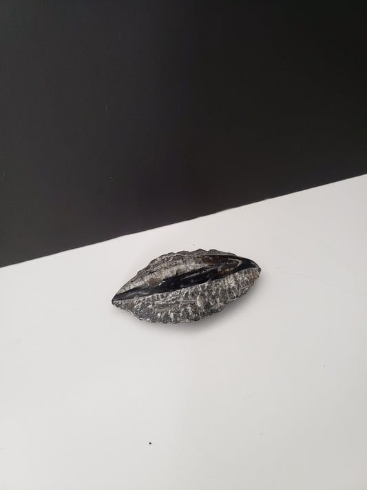 Small Ancient Archeological Fossil