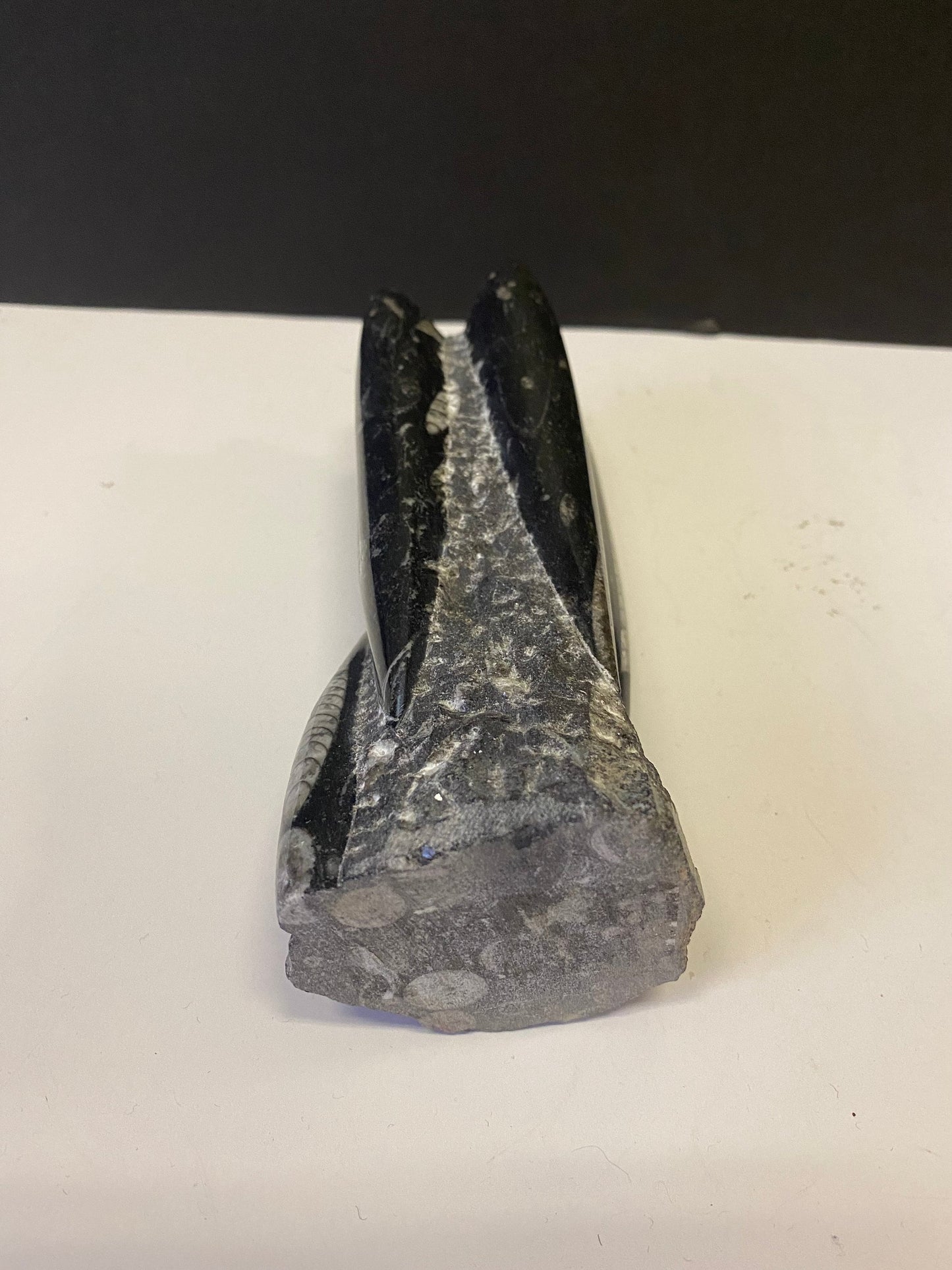 An Ancient archeological authentic rock and shell  fossil