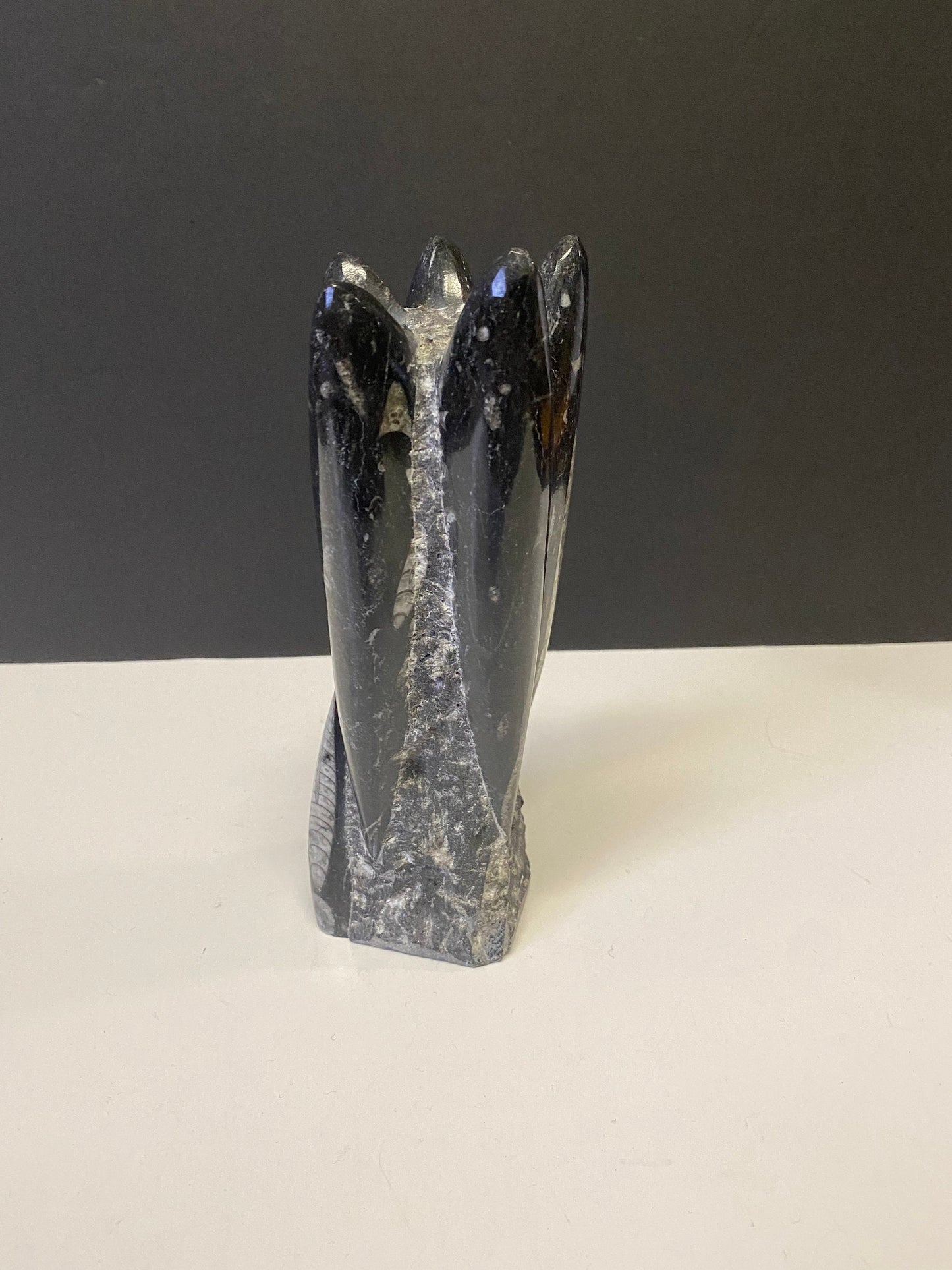 An Ancient archeological authentic rock and shell  fossil