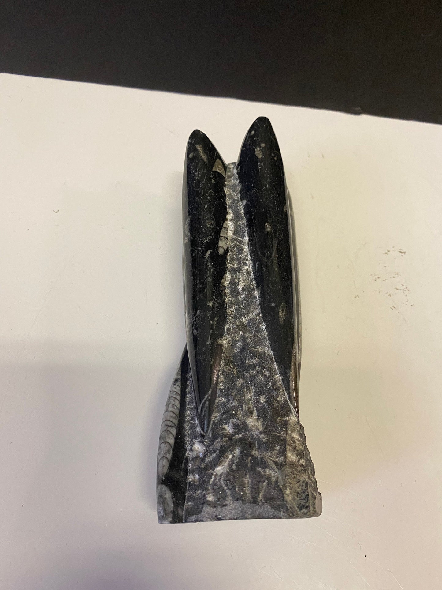 An Ancient archeological authentic rock and shell  fossil