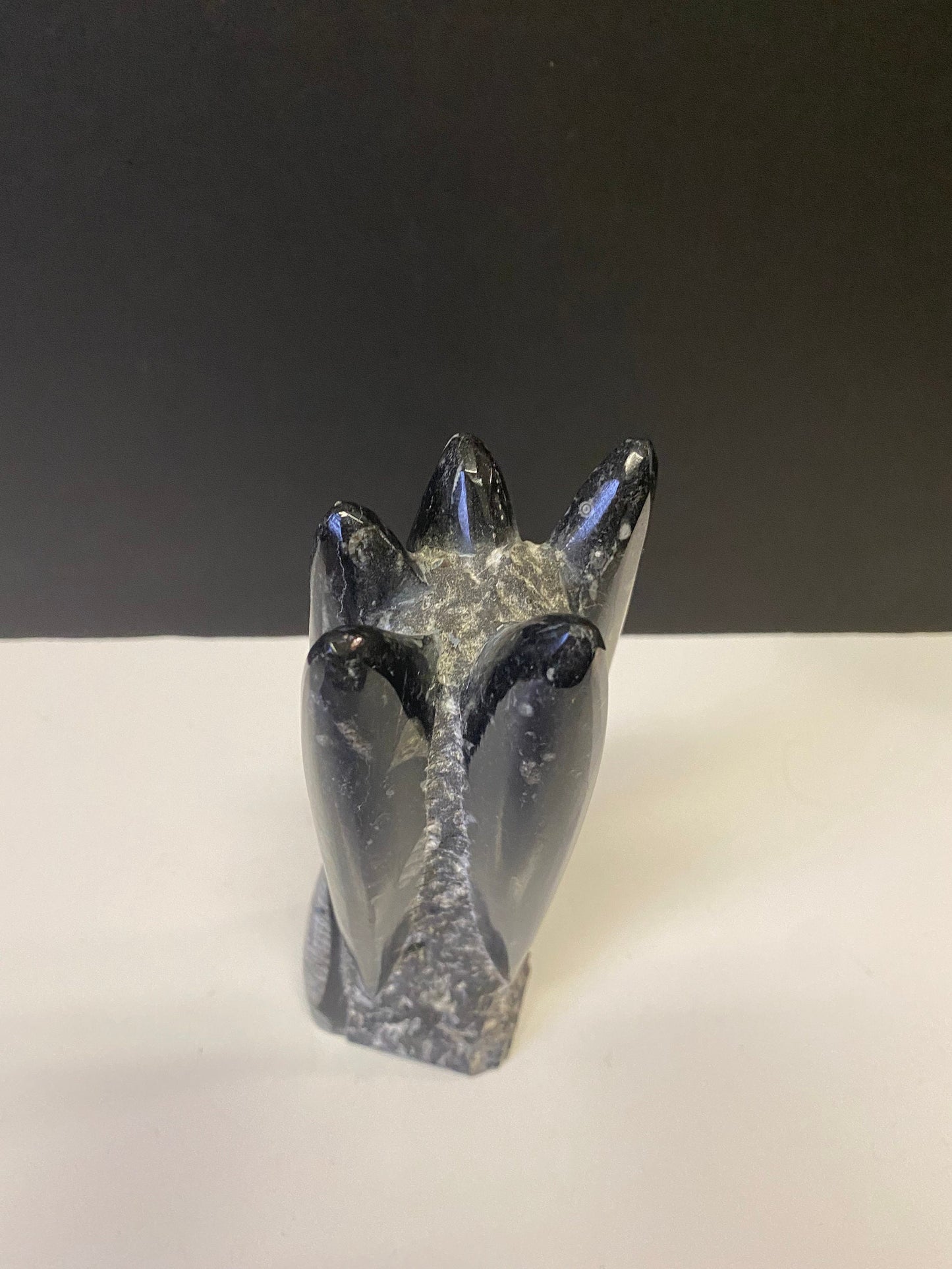 An Ancient archeological authentic rock and shell  fossil