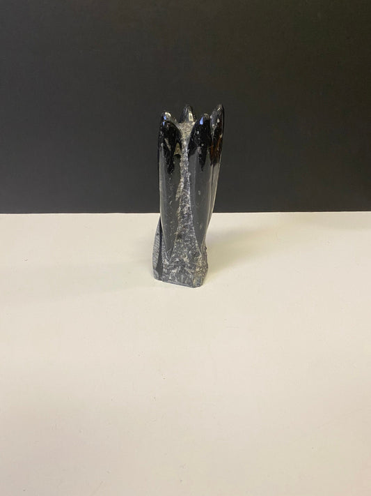 An Ancient archeological authentic rock and shell  fossil