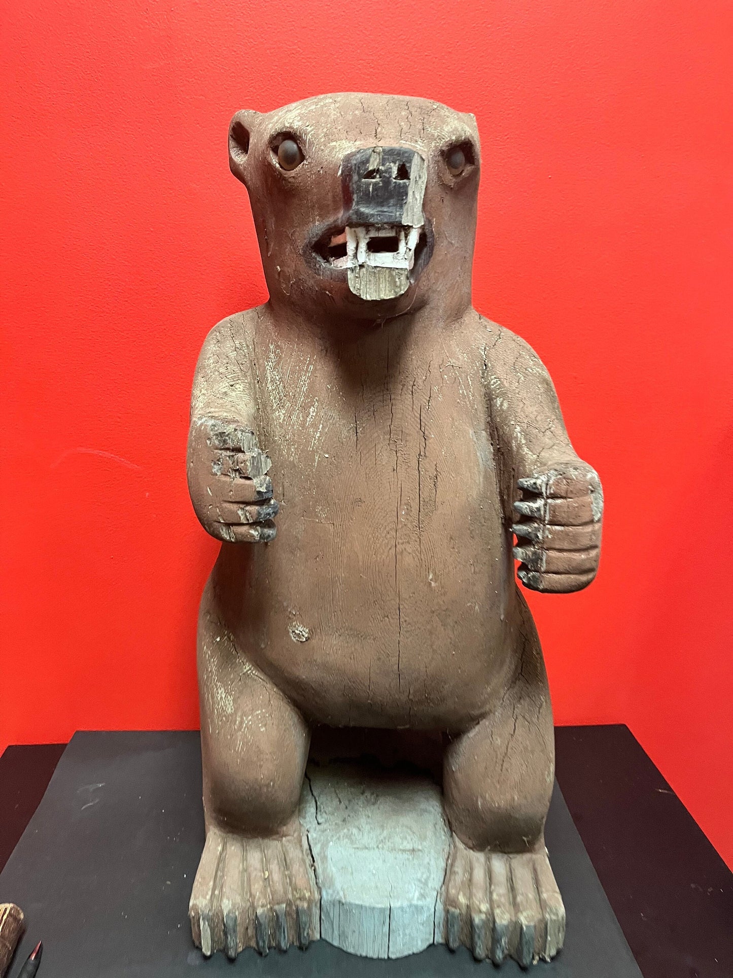 27 inch tall heavy Cedar 1940s indigenous Haida carved bear  antique condition  museum quality stunner