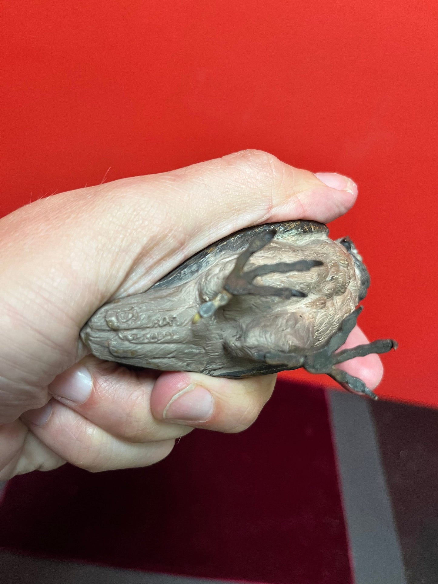 Antique authentic 3 inch high signed Franz Bergman cold painted  bronze  owl  amazing patina  a collectors dream