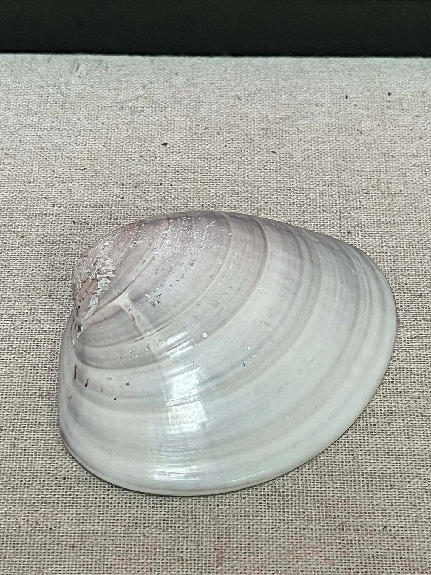 3.5 inch lovely Japanese hand painted oyster shell.