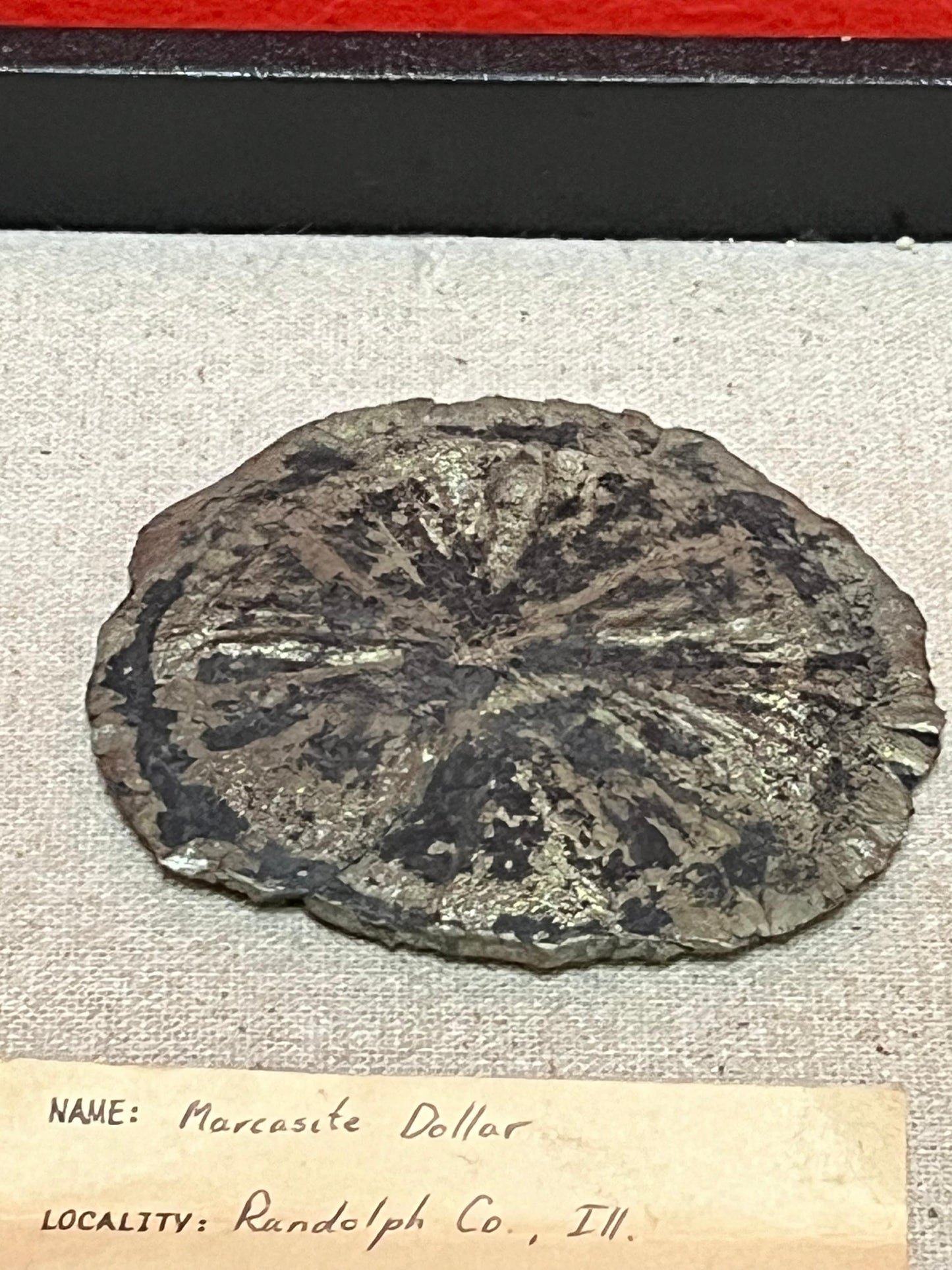 Lovely 3 inch marcasite dollar from Randolph Idaho  very cool fossil  unique gift or collectors piece