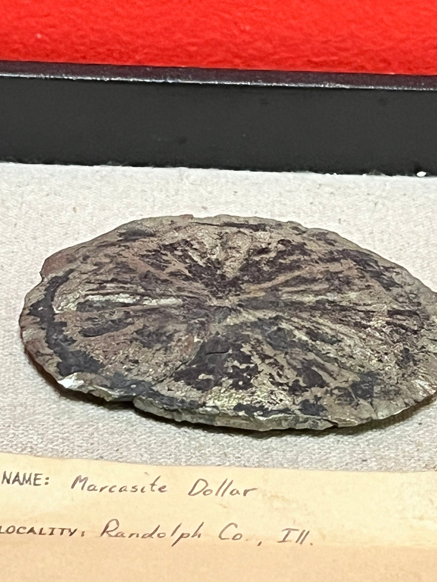 Lovely 3 inch marcasite dollar from Randolph Idaho  very cool fossil  unique gift or collectors piece