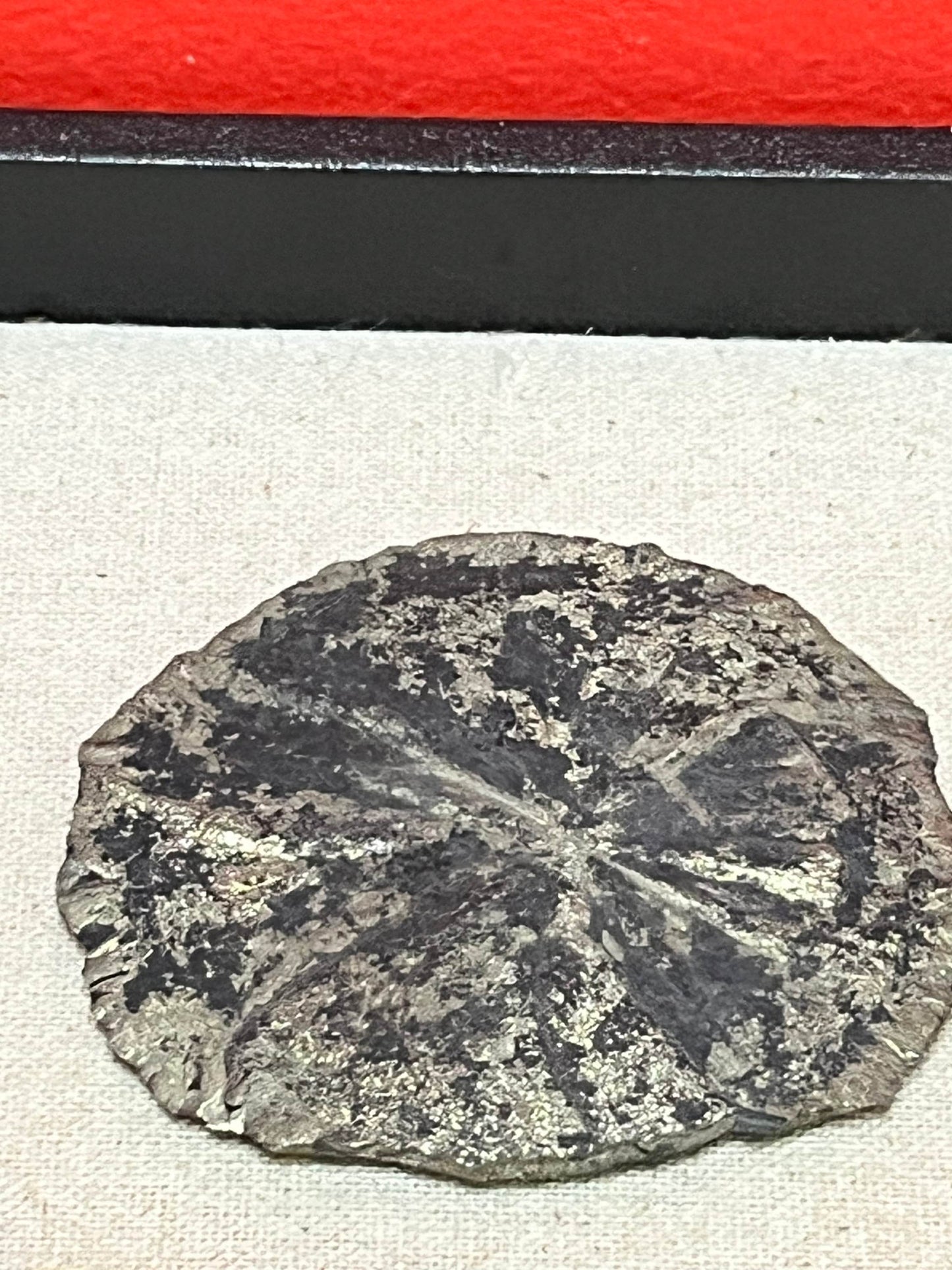 Lovely 3 inch marcasite dollar from Randolph Idaho  very cool fossil  unique gift or collectors piece