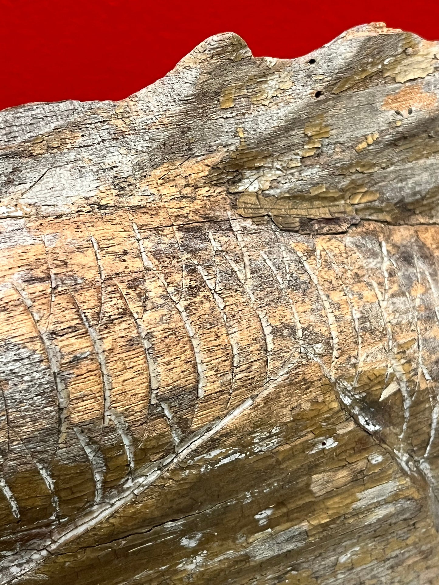 Stunning old Asian 19th inch wooden fish  fossilized look and good weight - one of a kind