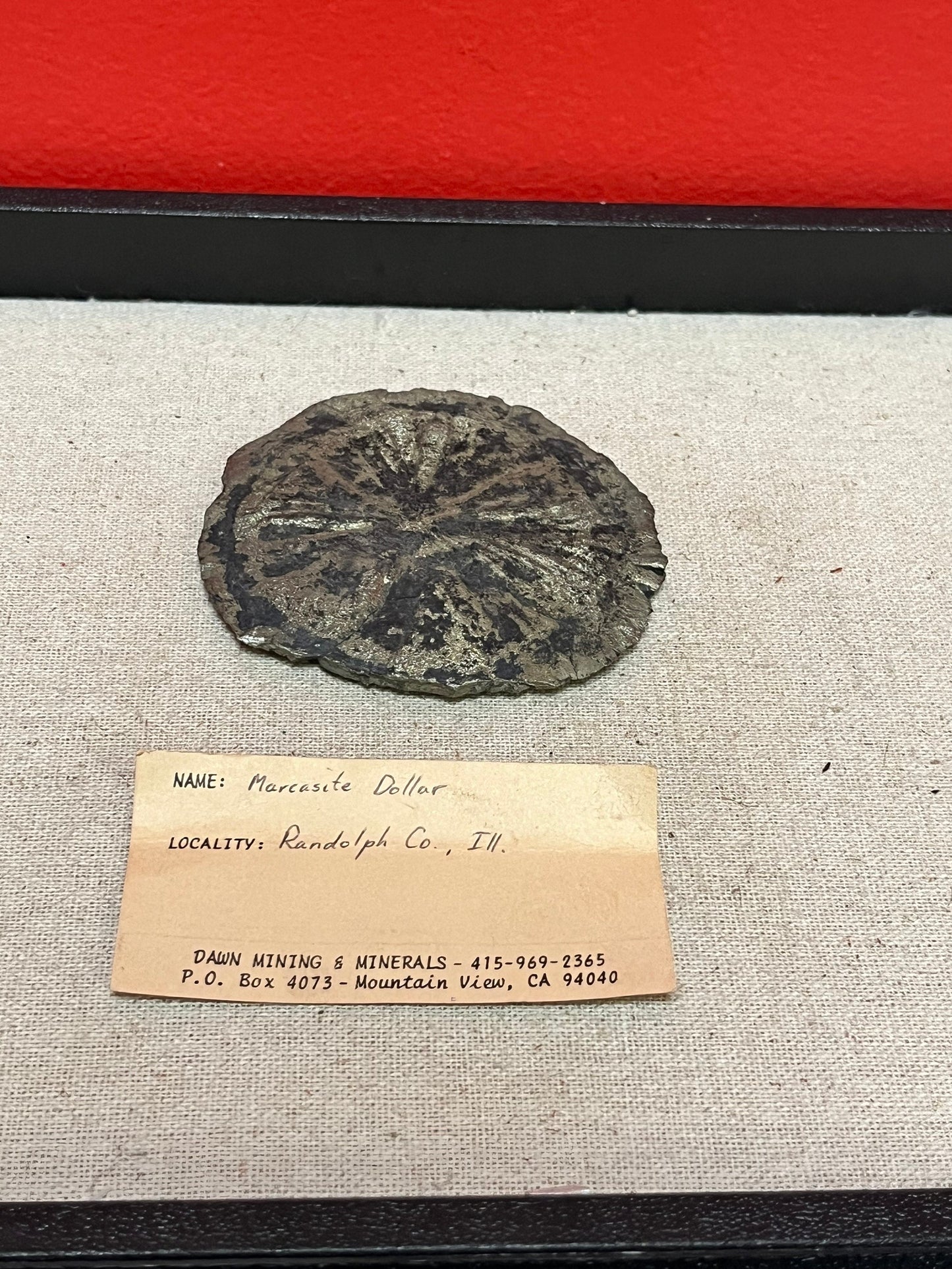 Lovely 3 inch marcasite dollar from Randolph Idaho  very cool fossil  unique gift or collectors piece