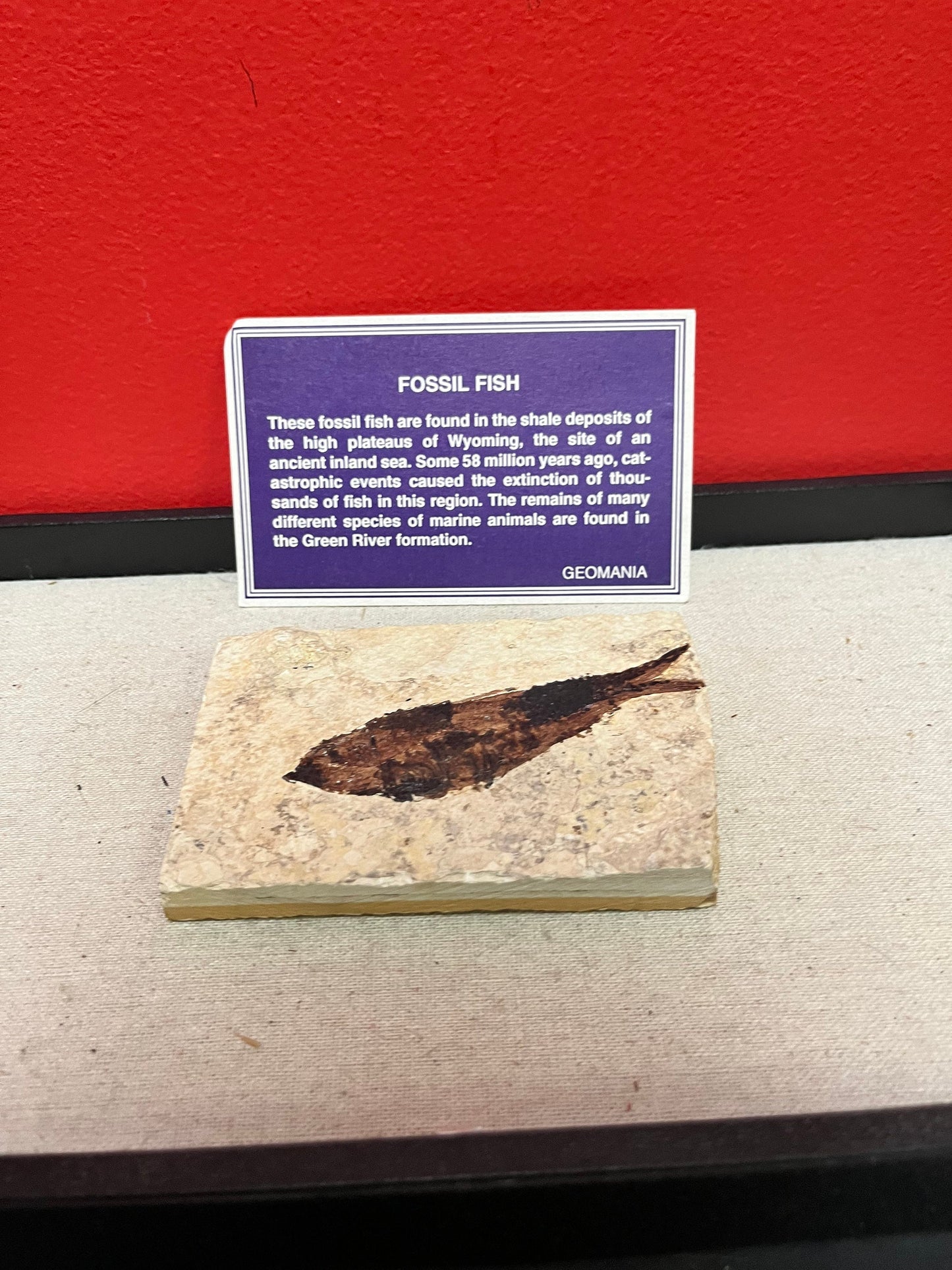 A  5 inch long fossil fish plaque   so old and beautiful  great gift