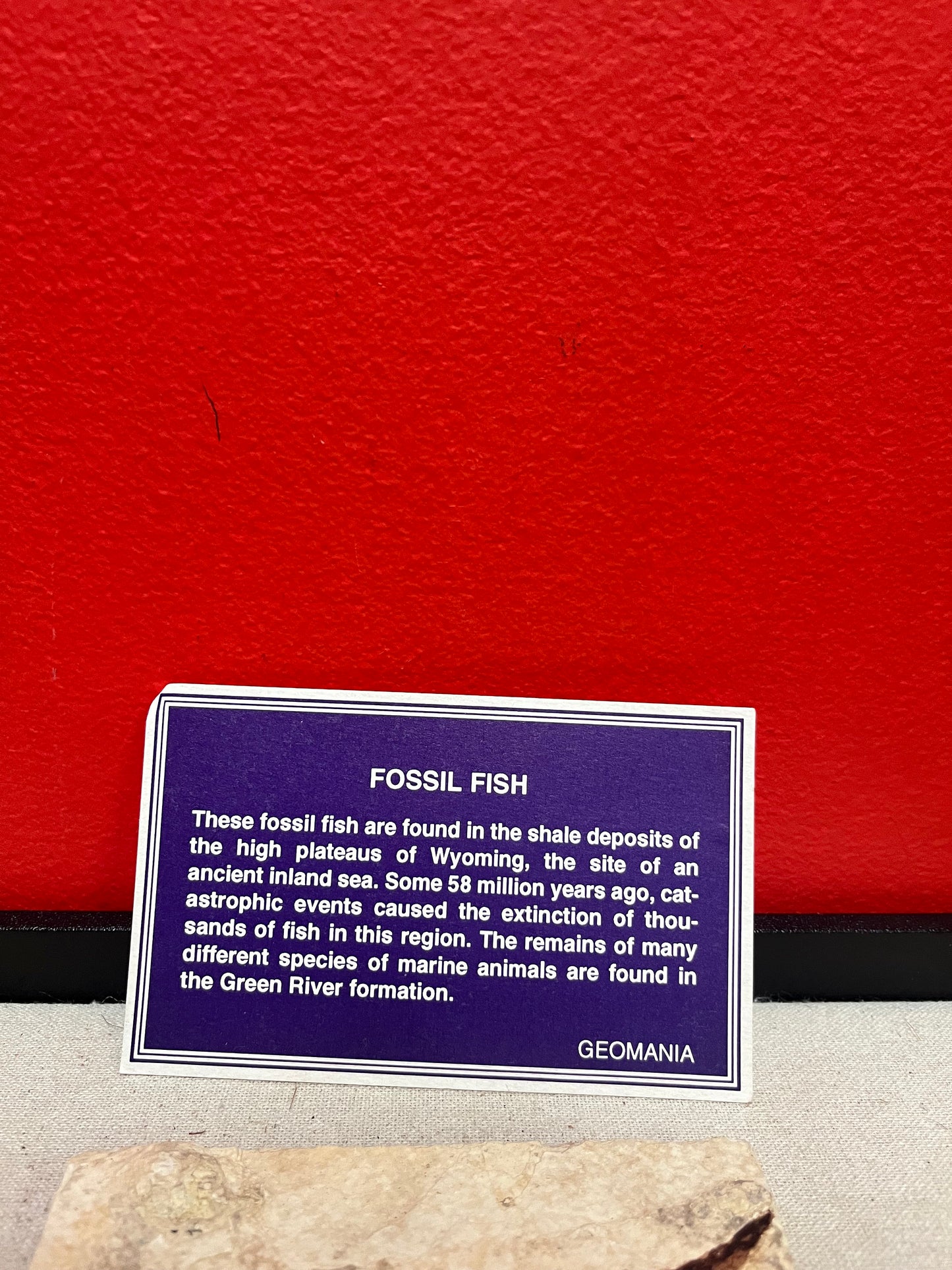 A  5 inch long fossil fish plaque   so old and beautiful  great gift