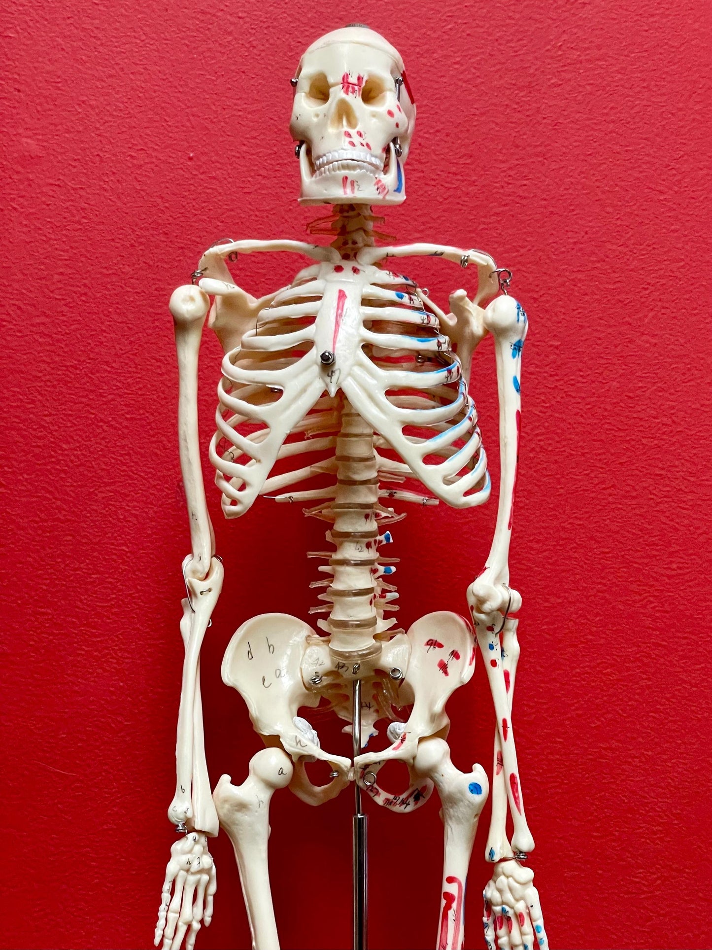 Authentic 28 inch tall 1920s Science Skeleton on original base  missing two bolts  wow