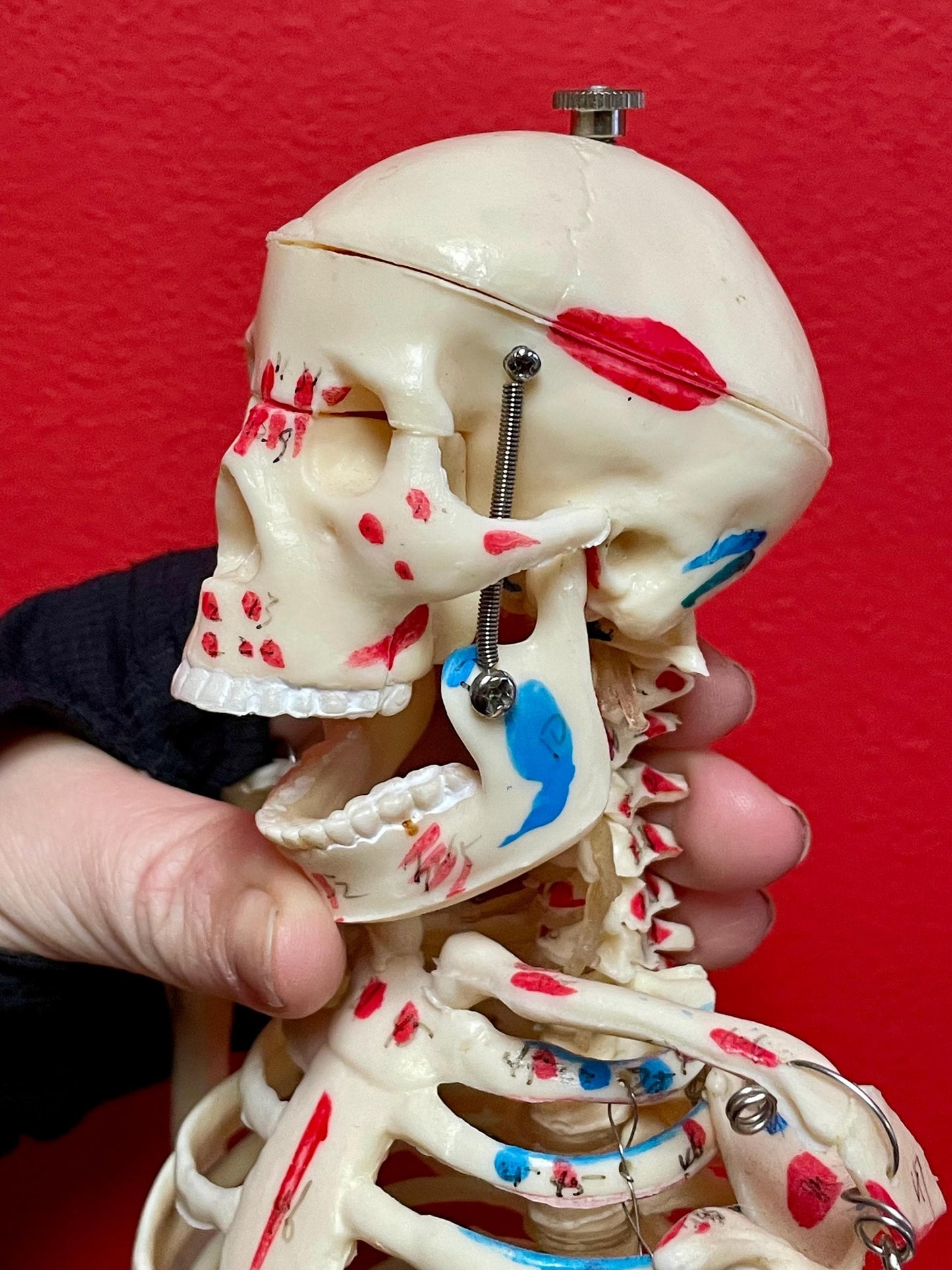 Authentic 28 inch tall 1920s Science Skeleton on original base  missing two bolts  wow