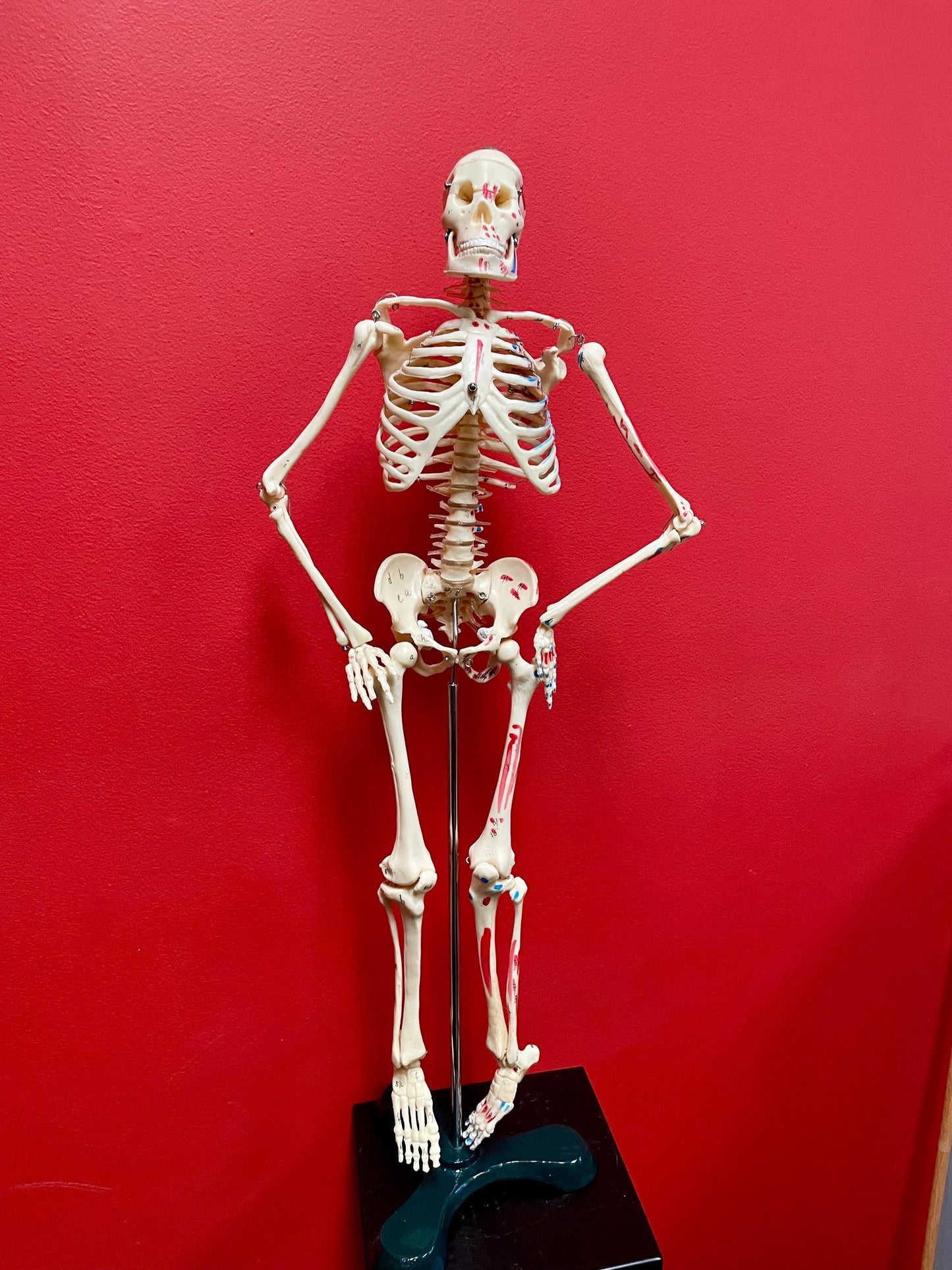 Authentic 28 inch tall 1920s Science Skeleton on original base  missing two bolts  wow