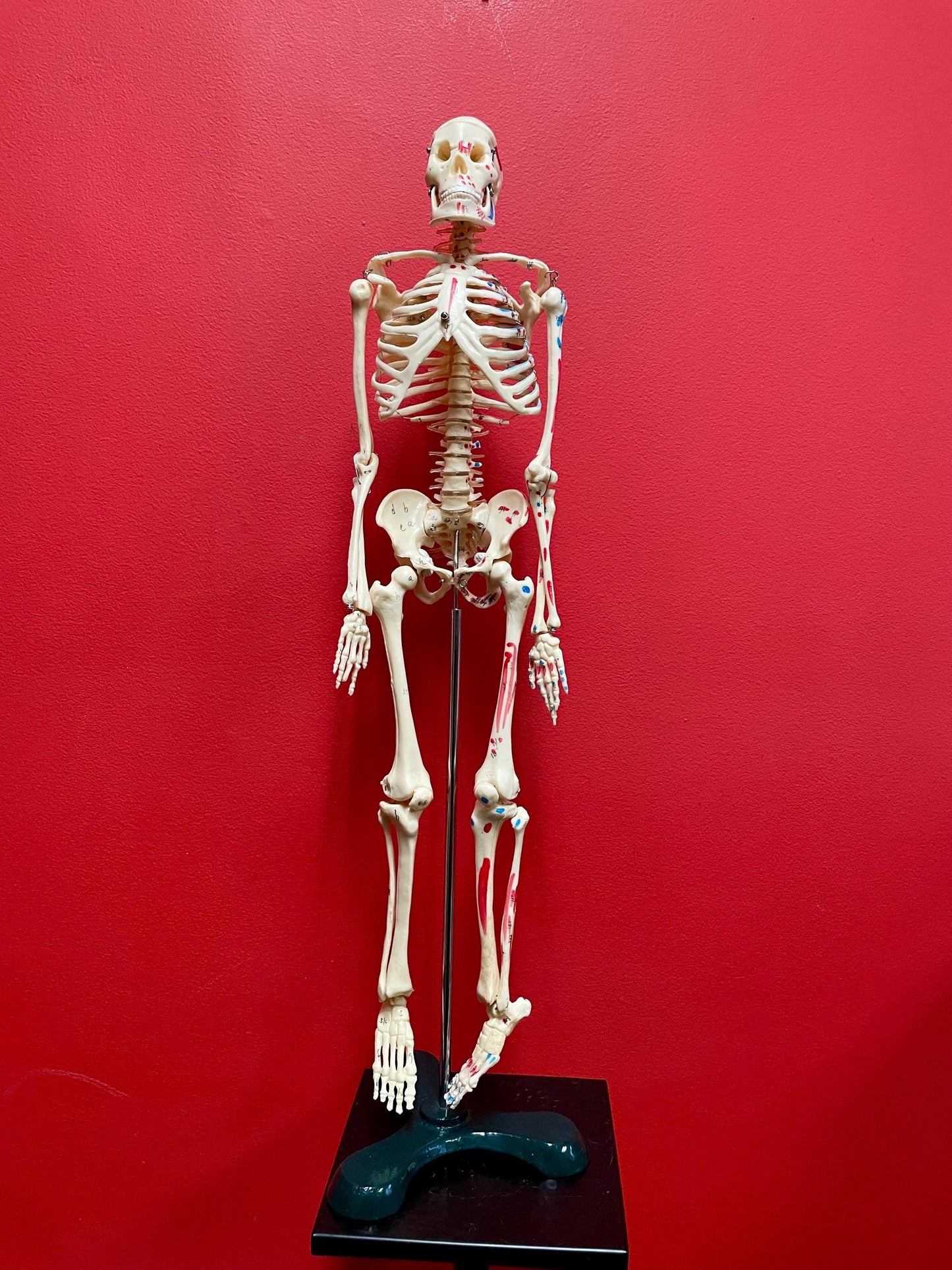Authentic 28 inch tall 1920s Science Skeleton on original base  missing two bolts  wow