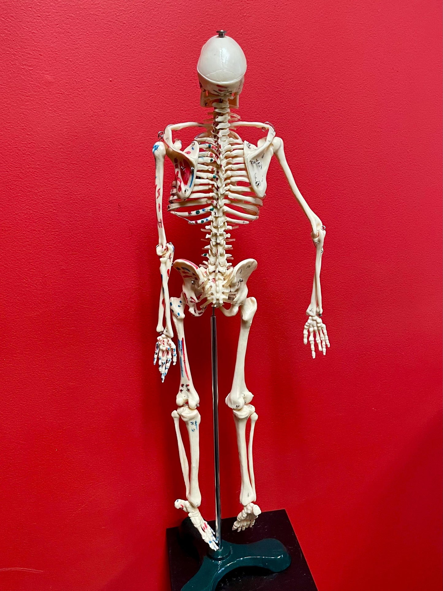 Authentic 28 inch tall 1920s Science Skeleton on original base  missing two bolts  wow