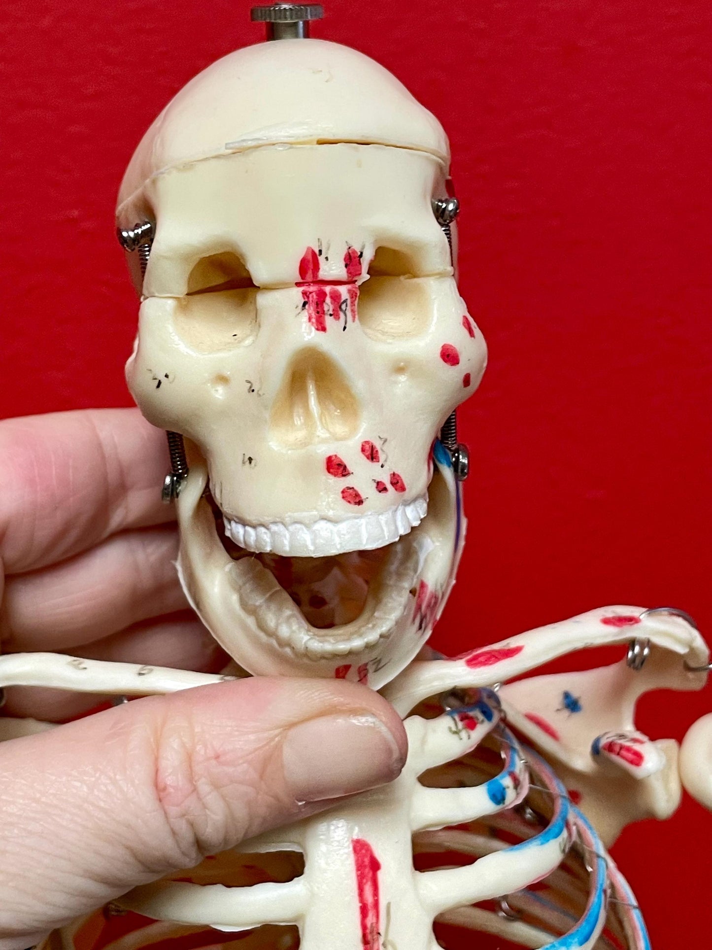 Authentic 28 inch tall 1920s Science Skeleton on original base  missing two bolts  wow