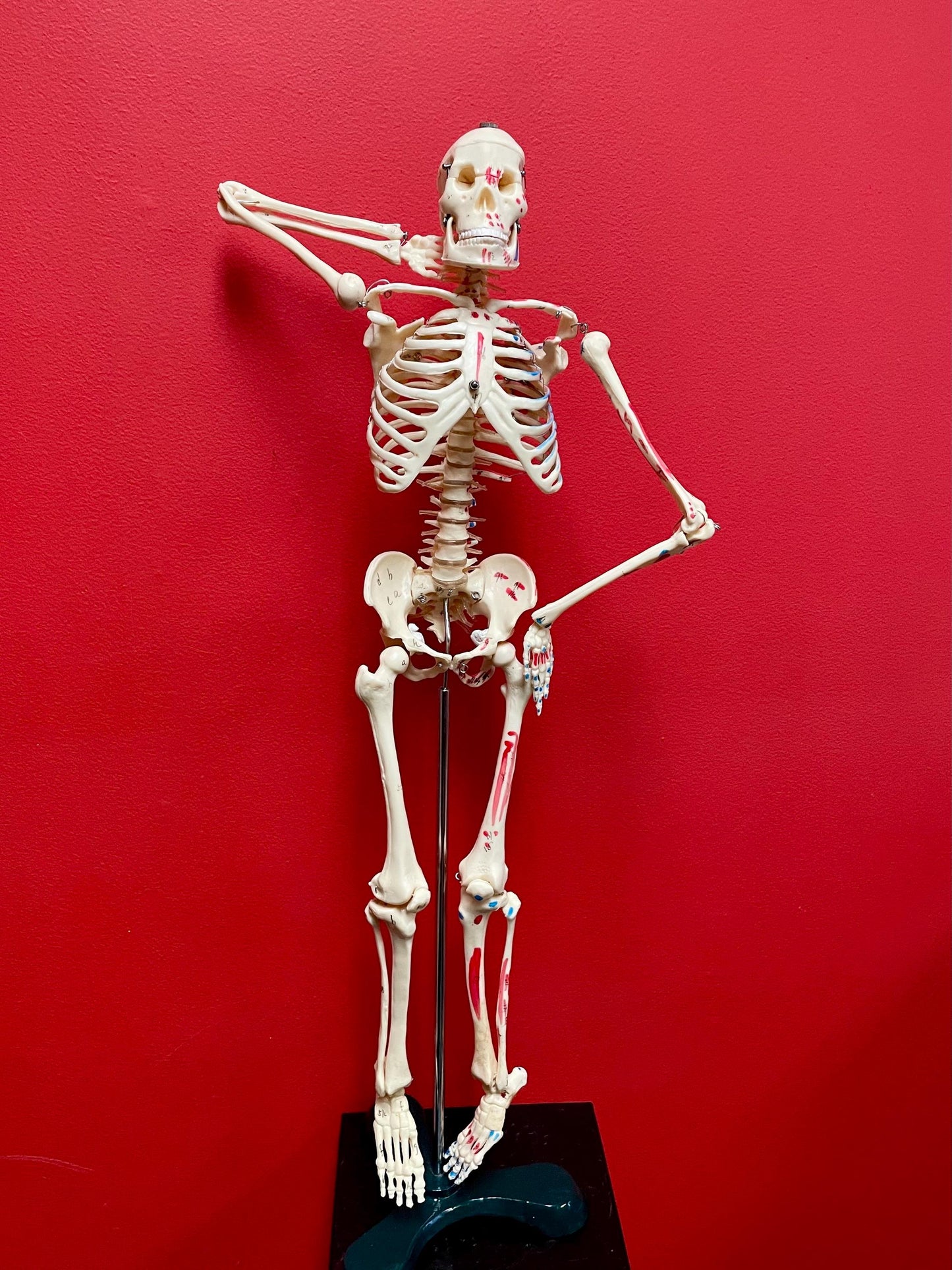 Authentic 28 inch tall 1920s Science Skeleton on original base  missing two bolts  wow