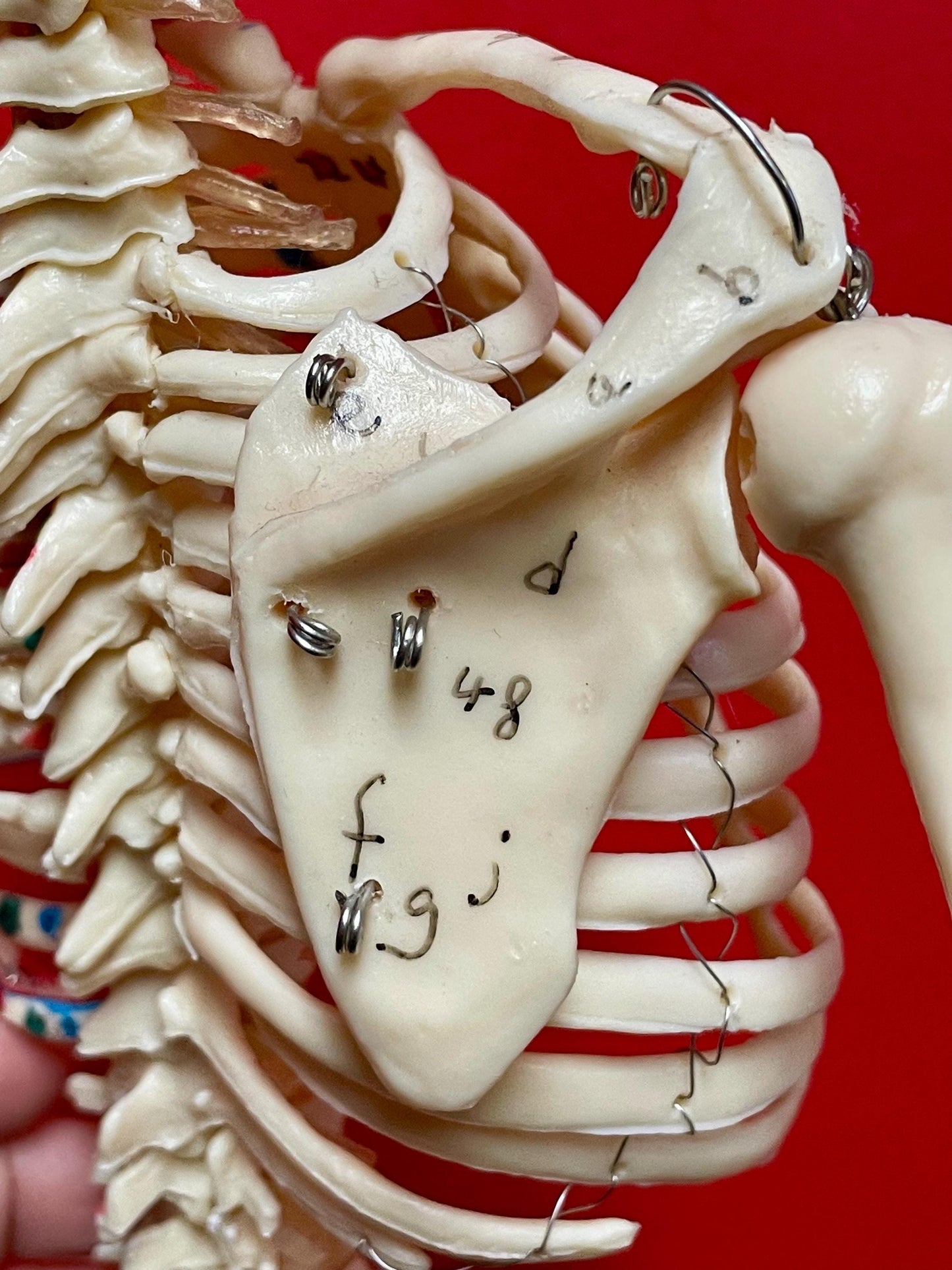 Authentic 28 inch tall 1920s Science Skeleton on original base  missing two bolts  wow