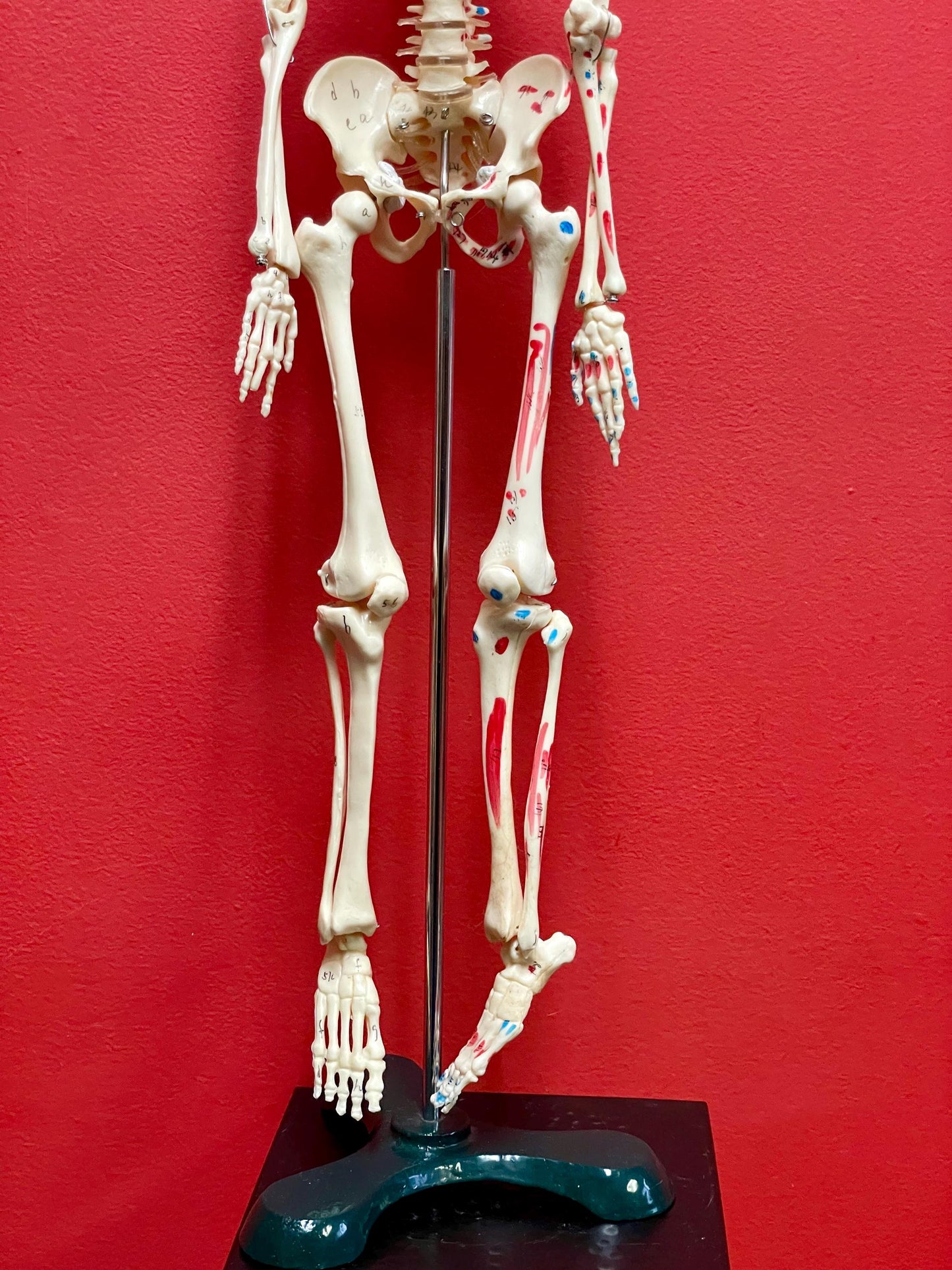 Authentic 28 inch tall 1920s Science Skeleton on original base  missing two bolts  wow