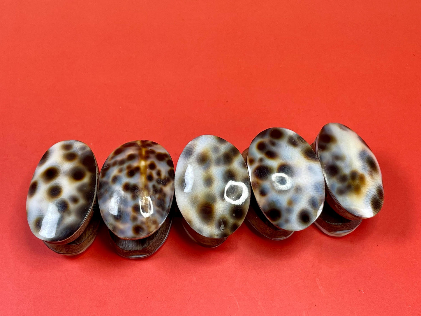 Cowrie Shell and Teakwood Stretch Bracelet
