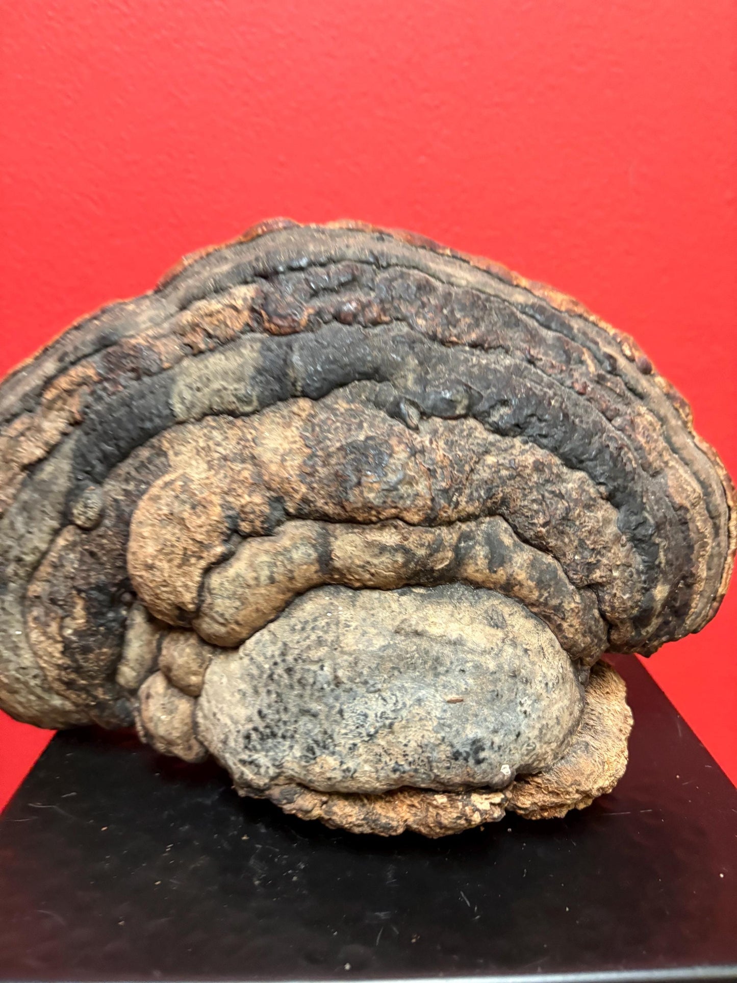 Beautiful 9 x 6 high Australian aboriginal art sculpture  Live Edgewood burl painted  unusual and rare piece