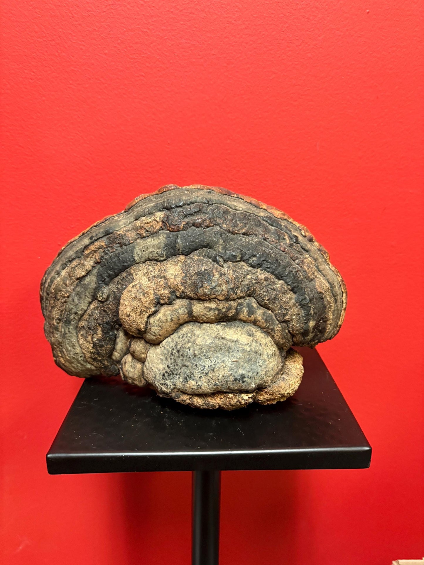 Beautiful 9 x 6 high Australian aboriginal art sculpture  Live Edgewood burl painted  unusual and rare piece