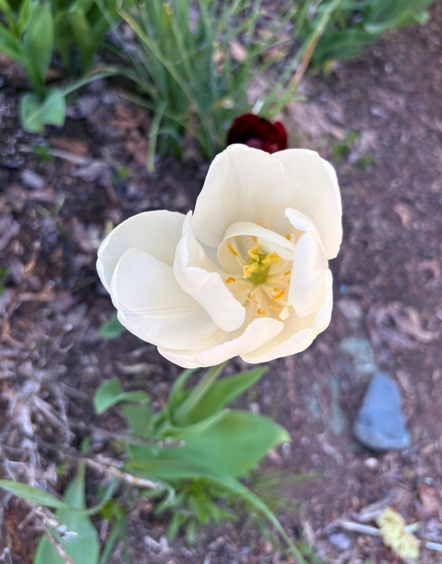 Beautiful antique Spode porcelain 1820s covered muffin dish - tiny crack  Asian decoration  wonderful cabinet piece - great value