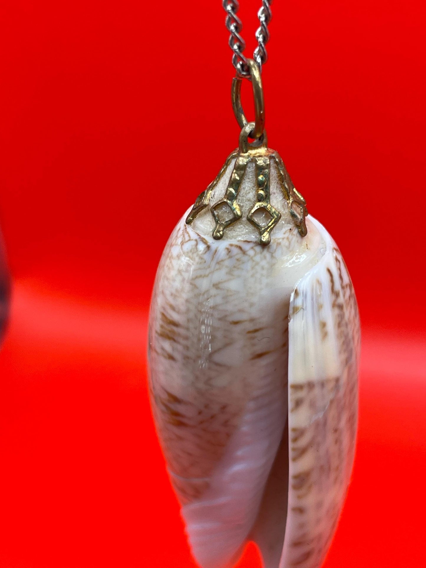 Polished Shell Pendant Necklace