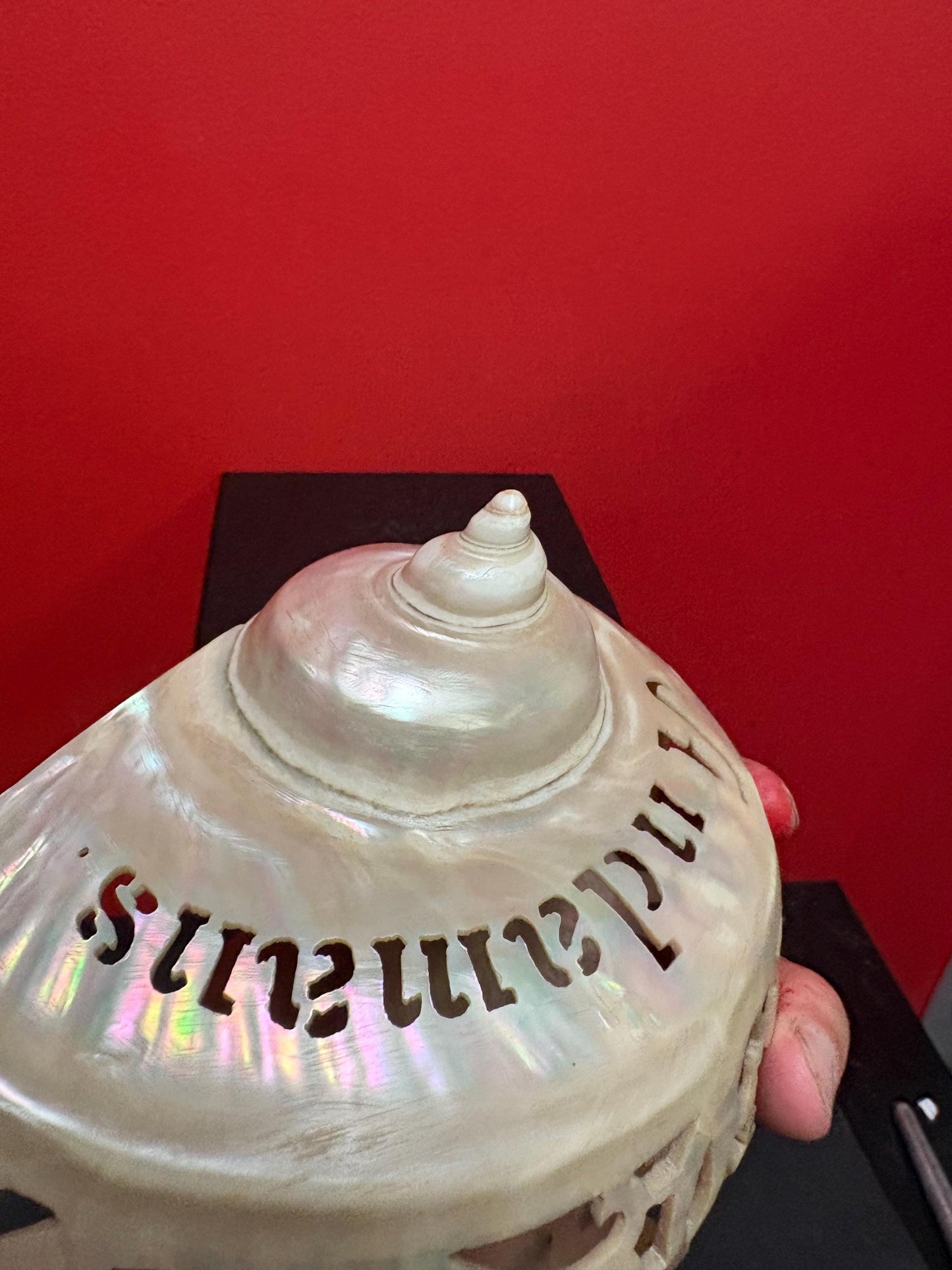 Stunning antique shell  6 inches long from ANDAMANS  islands  perfect condition - wow  perfect gift