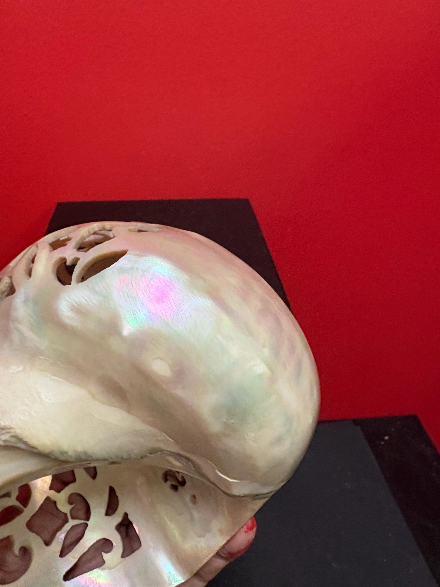 Stunning antique shell  6 inches long from ANDAMANS  islands  perfect condition - wow  perfect gift