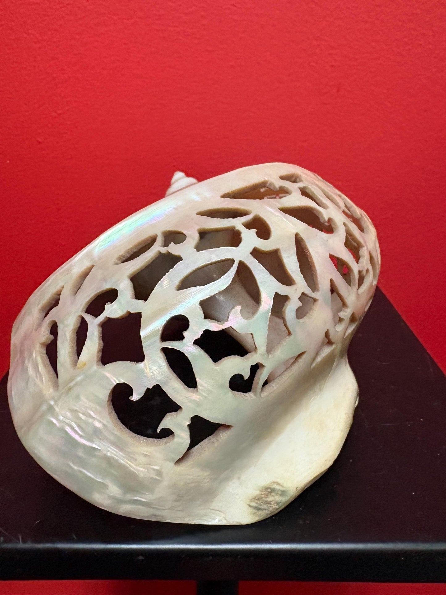 Stunning antique shell  6 inches long from ANDAMANS  islands  perfect condition - wow  perfect gift