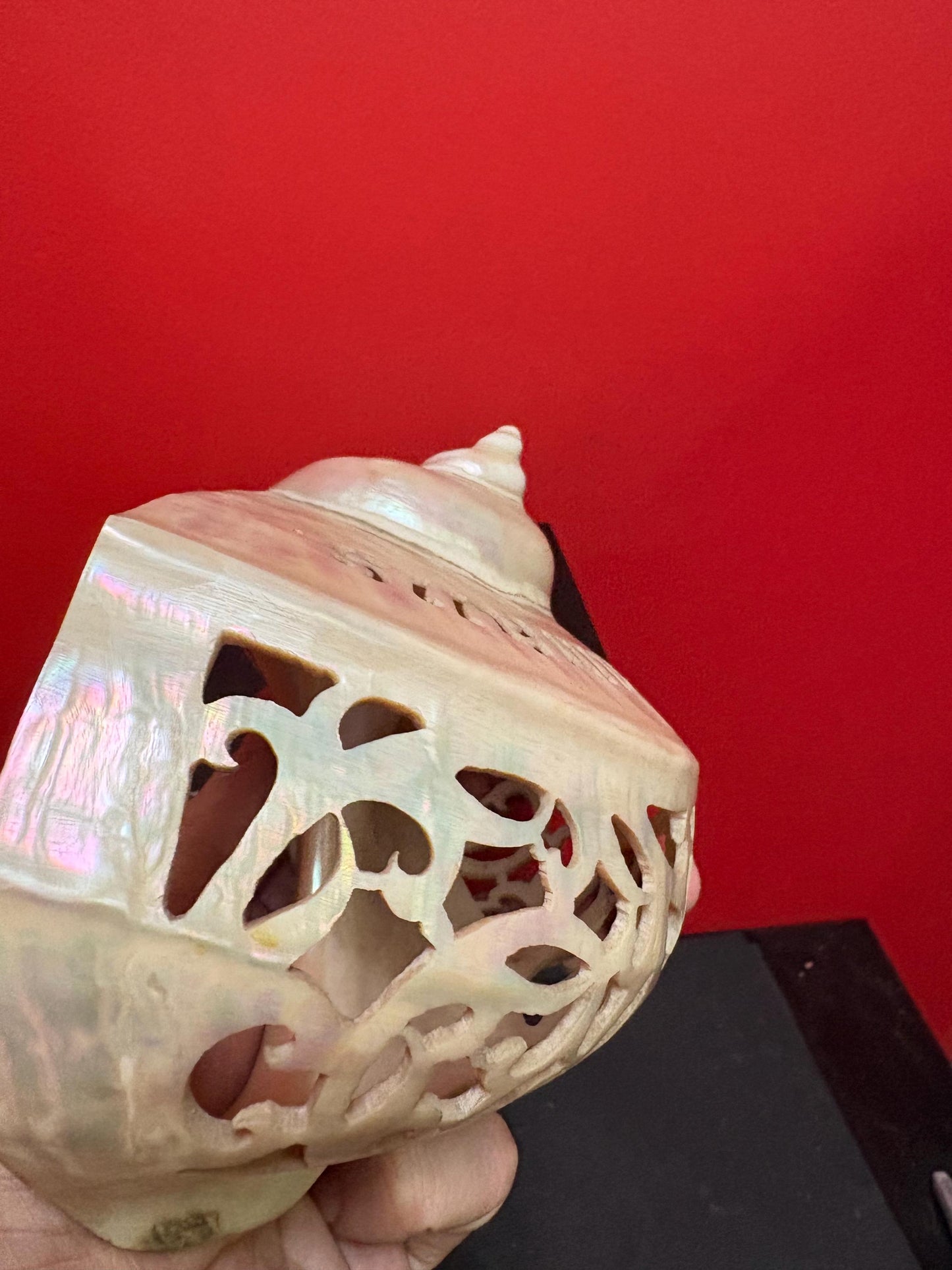 Stunning antique shell  6 inches long from ANDAMANS  islands  perfect condition - wow  perfect gift