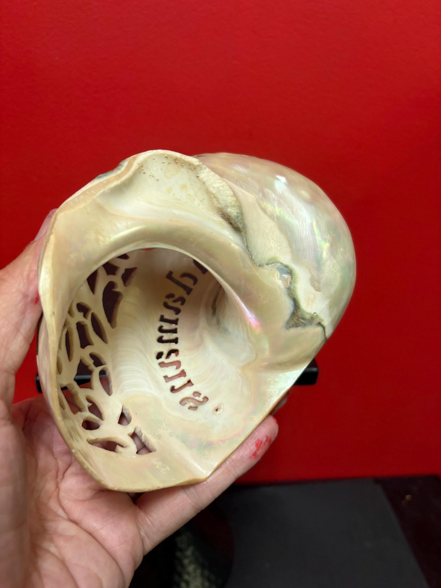 Stunning antique shell  6 inches long from ANDAMANS  islands  perfect condition - wow  perfect gift