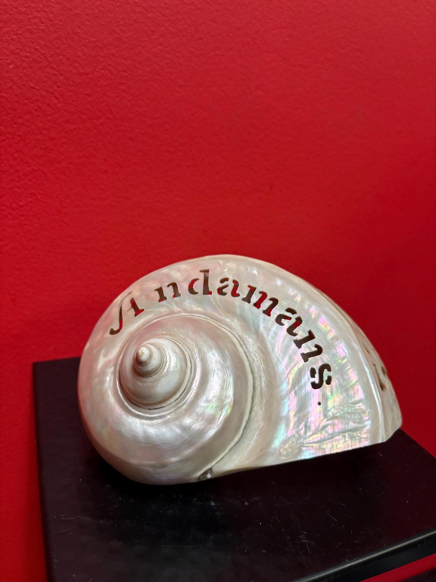 Stunning antique shell  6 inches long from ANDAMANS  islands  perfect condition - wow  perfect gift