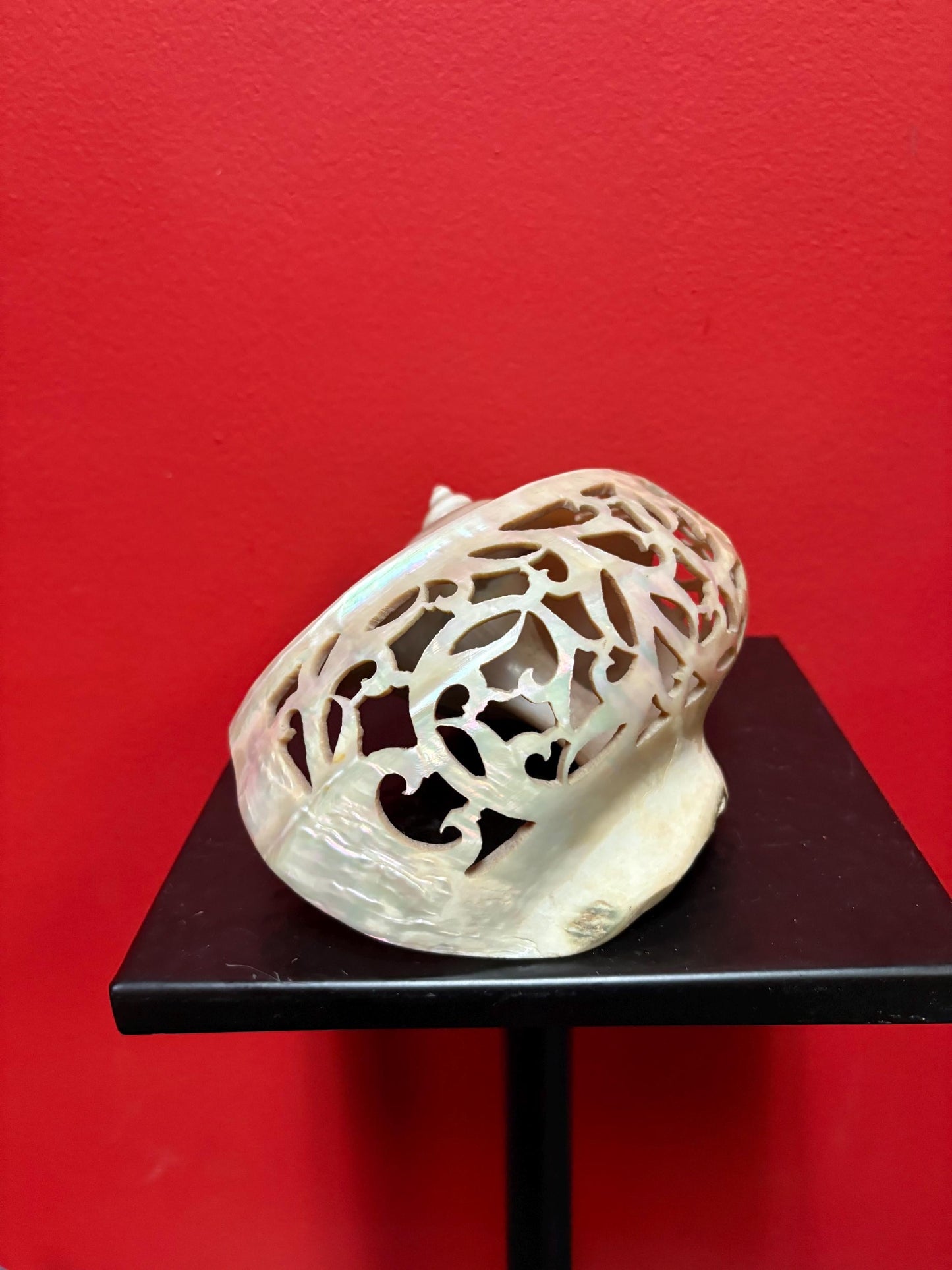 Stunning antique shell  6 inches long from ANDAMANS  islands  perfect condition - wow  perfect gift